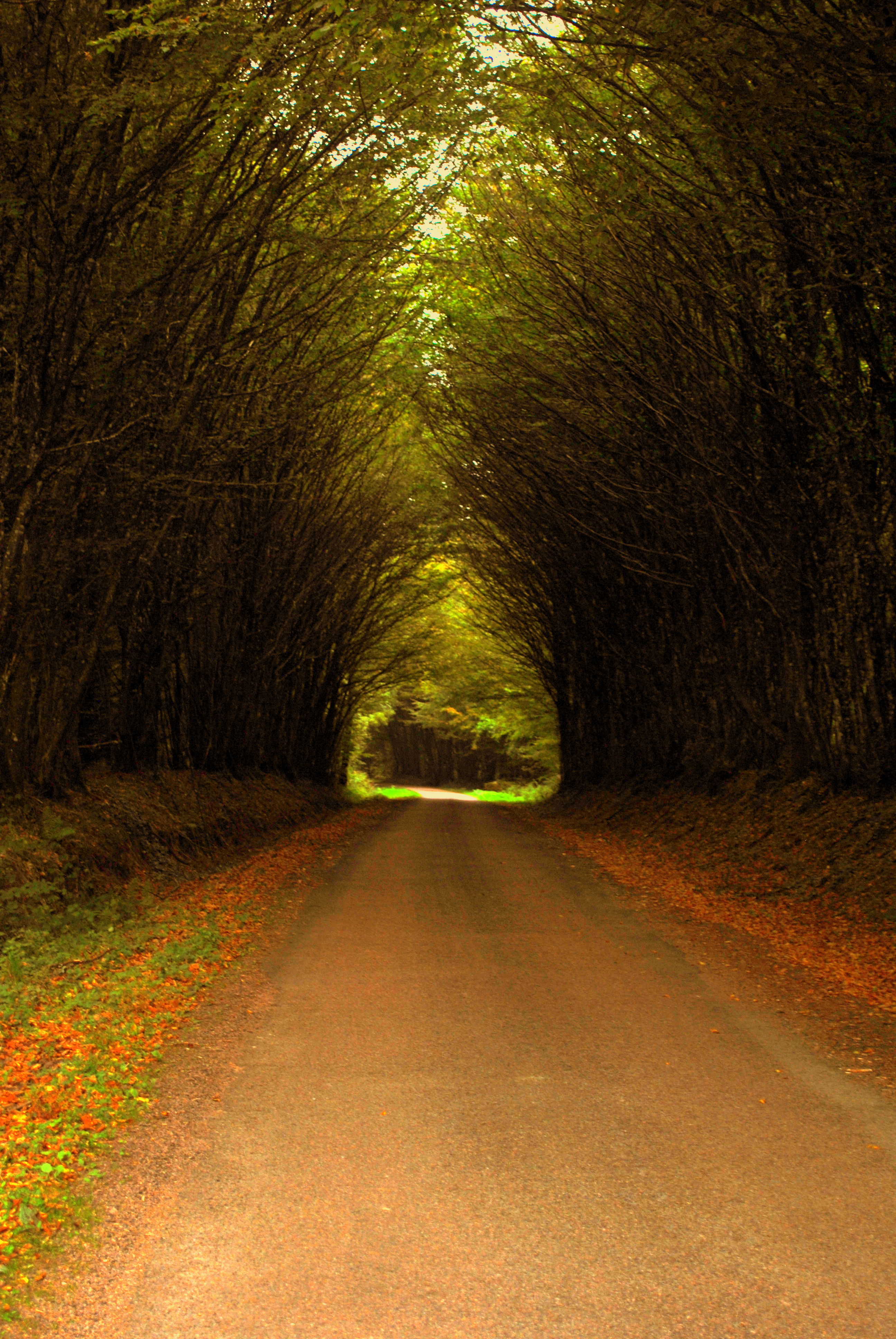 Bosque de Moussy, por Grégoire Sieuw