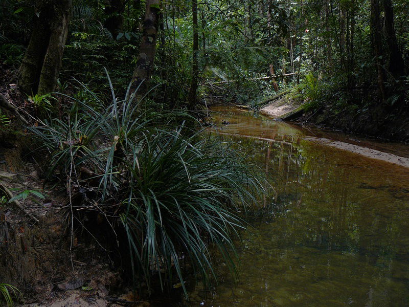 Parque Nacional de Lambir Hills, por Dharmabum