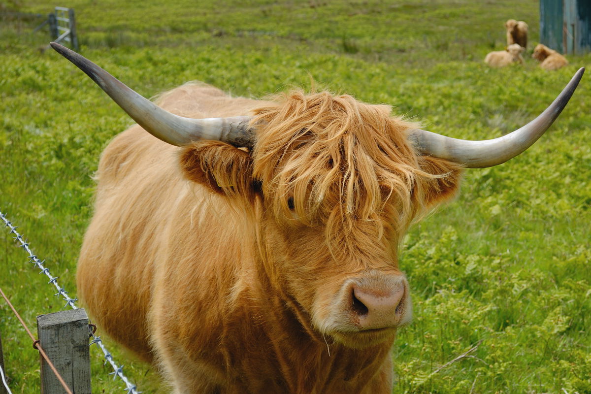 Highland Cows (vacas escocesas), por Arturo Mencía