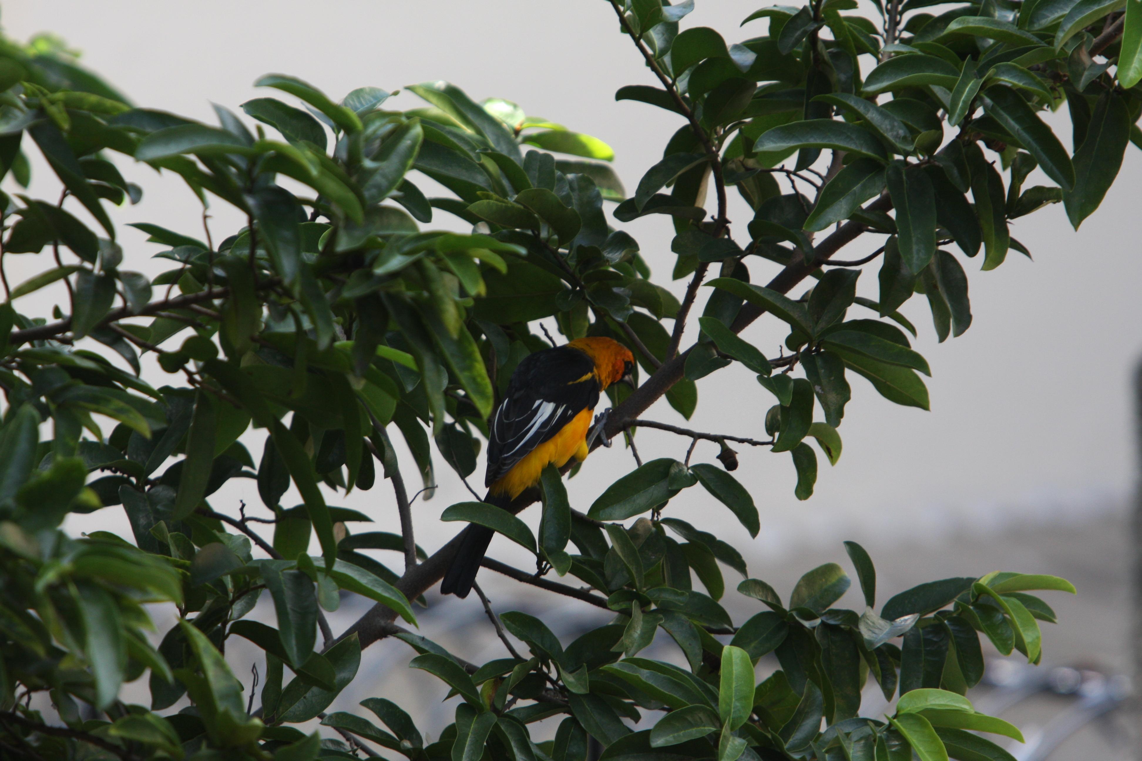 Matagalpa Nicaragua Hotel Selva Negra, por Eduardo Ardila