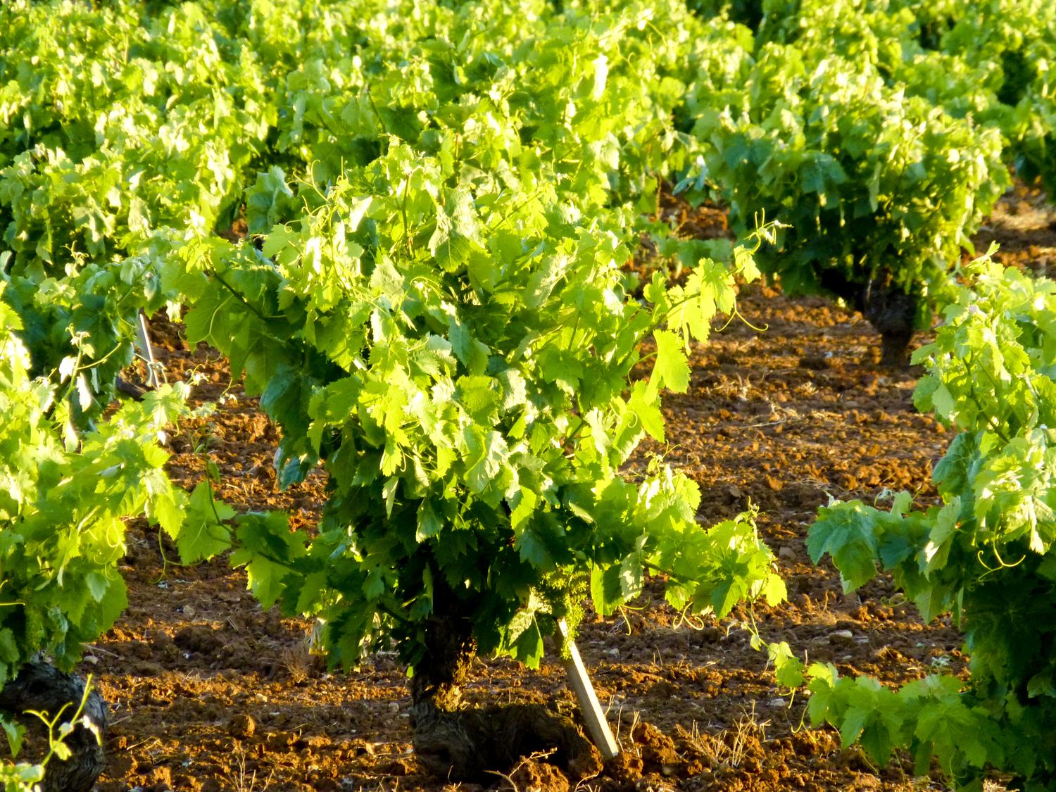 Bodegas Marcelino Díaz, por El Guisante Verde Project