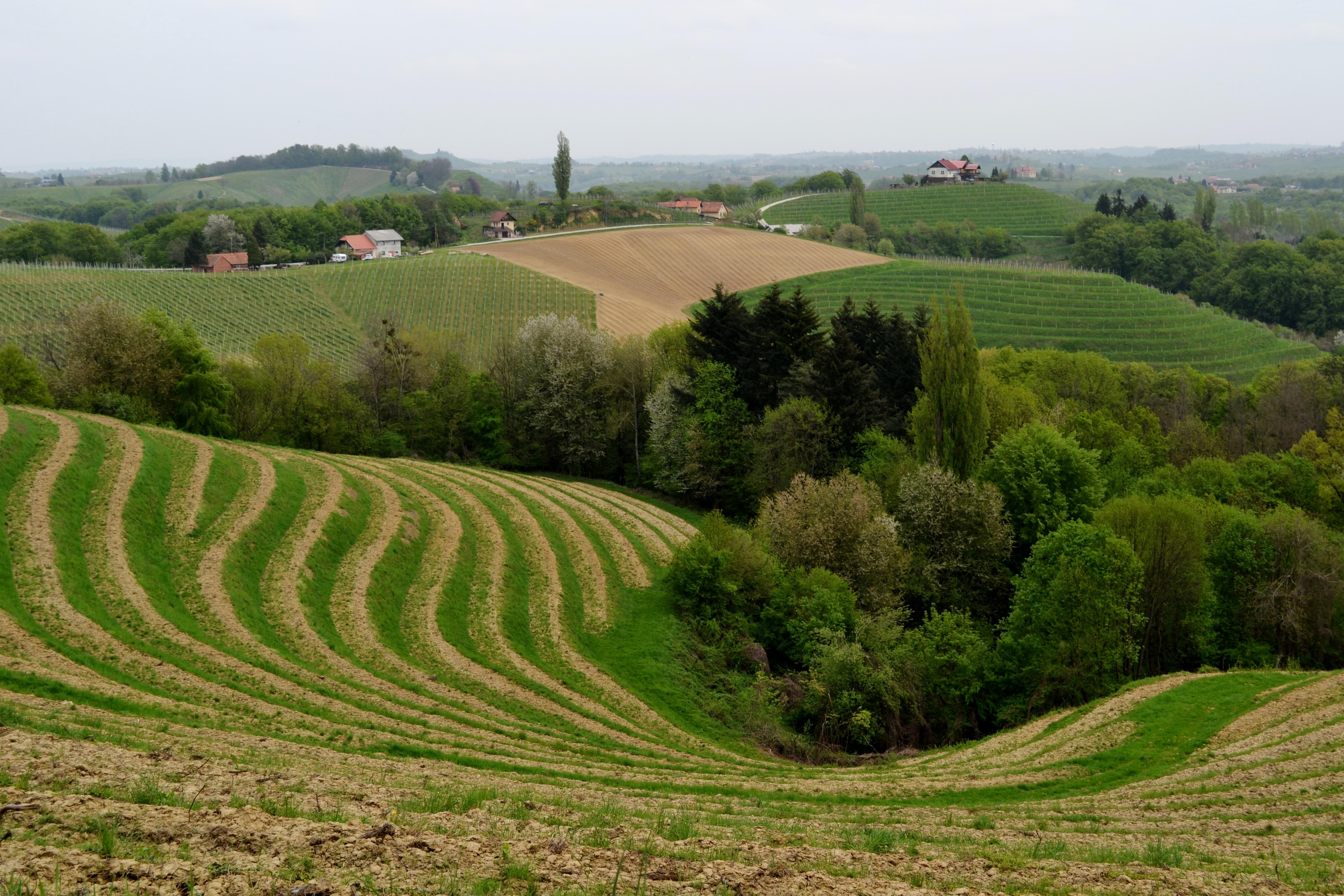 Ruta del Vino de Jeruzalem, por Simonetta Di Zanutto