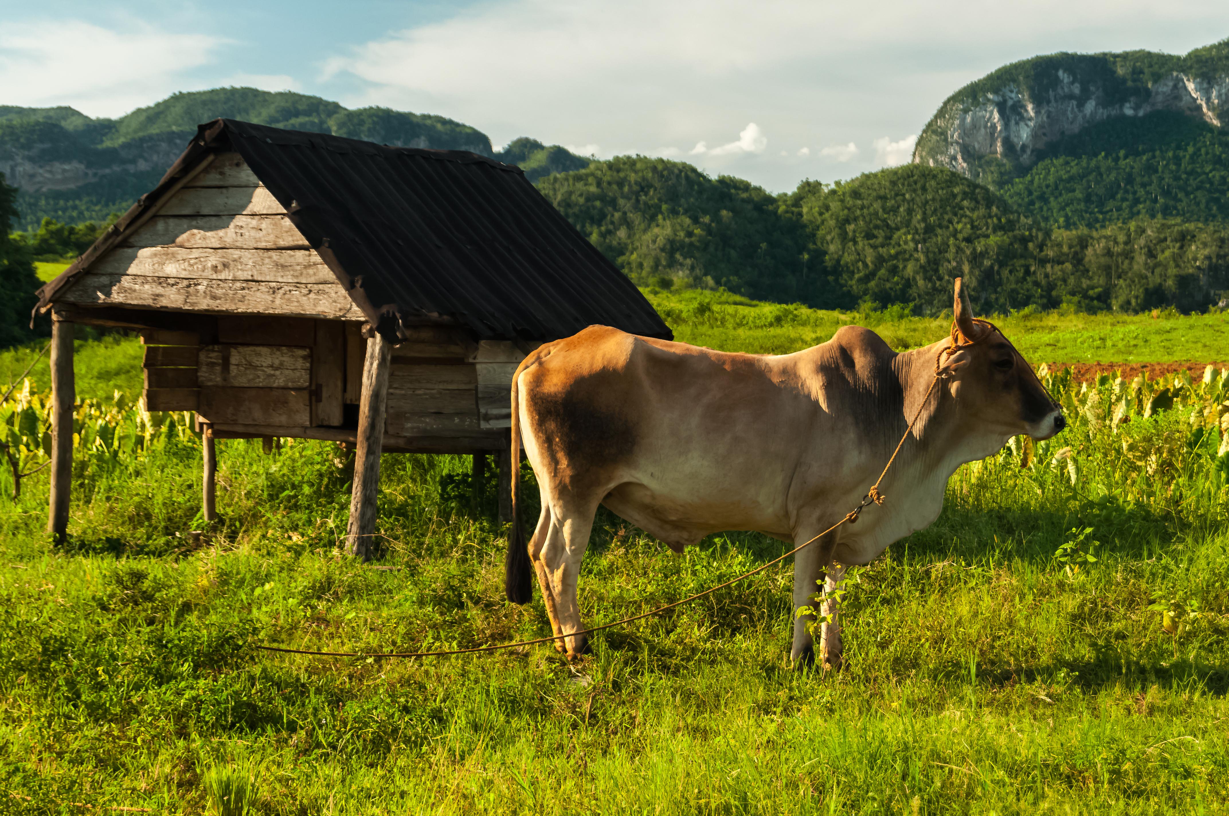 Valle de Viñales, por Juan Conde