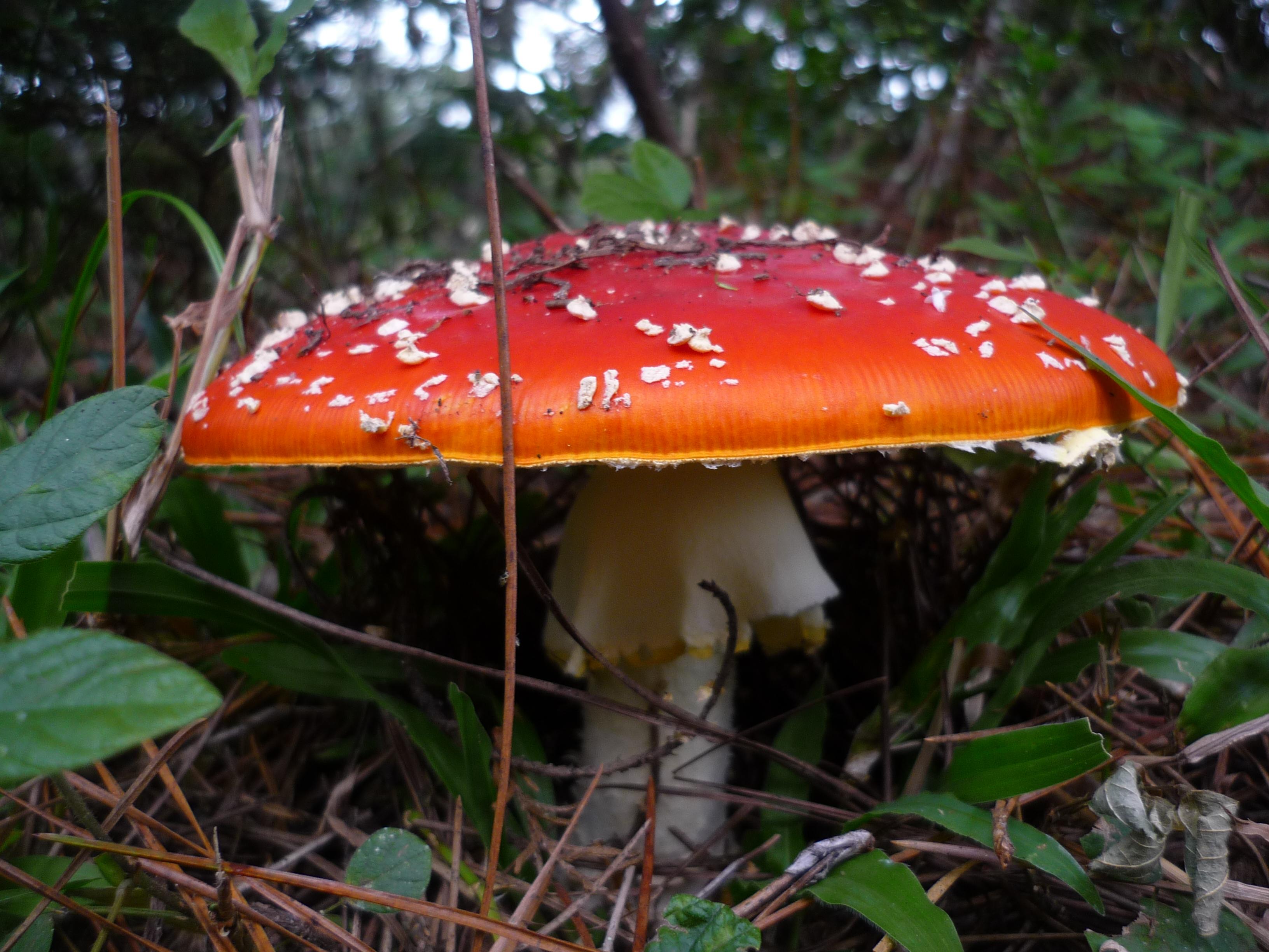 Parque Nacional da Serra da Bocaina, por Lidiane Spinola