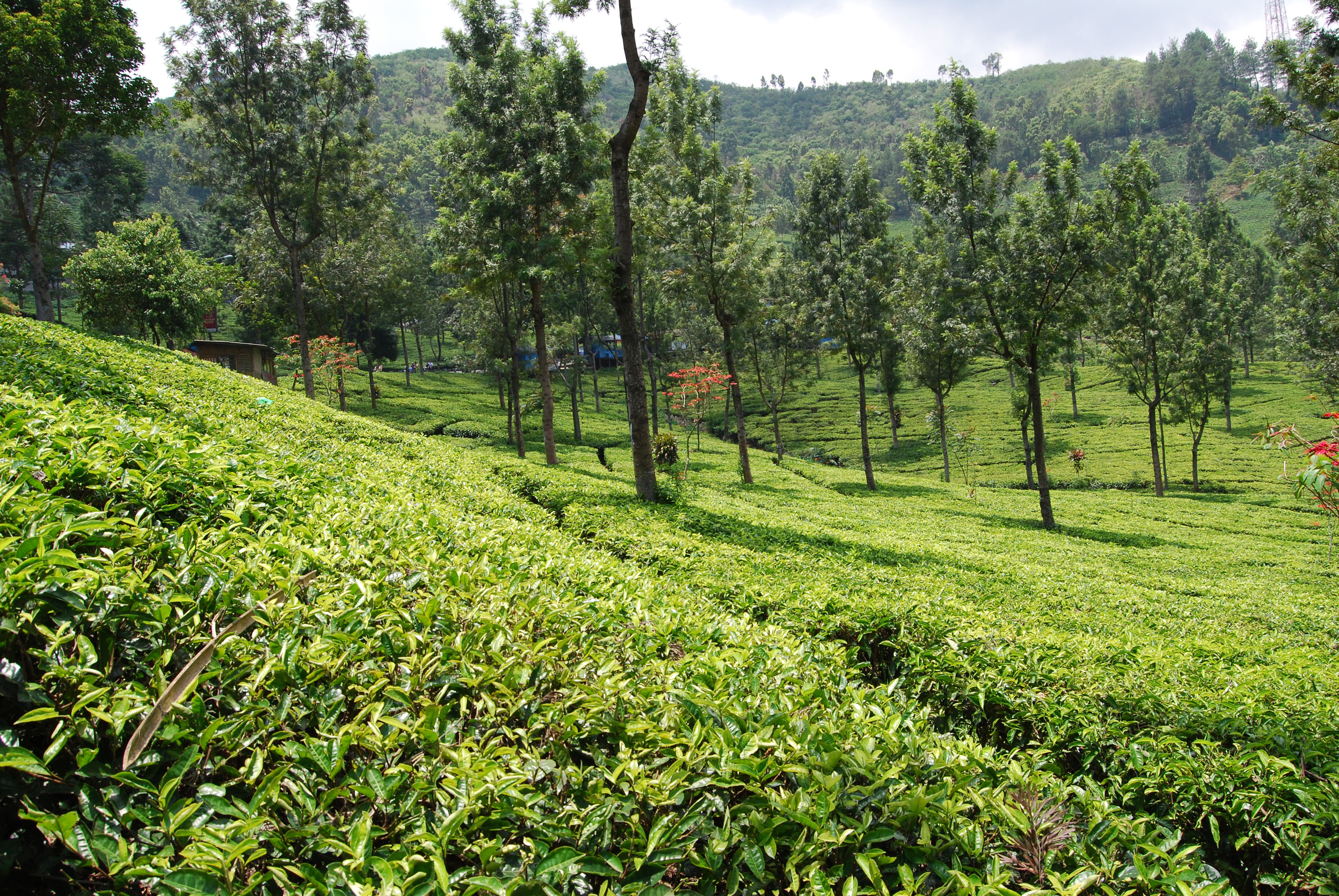 Gunung Mas Tea Plantation, por marion simonnot