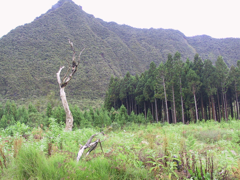 Bosque Bébour, por Adeline B