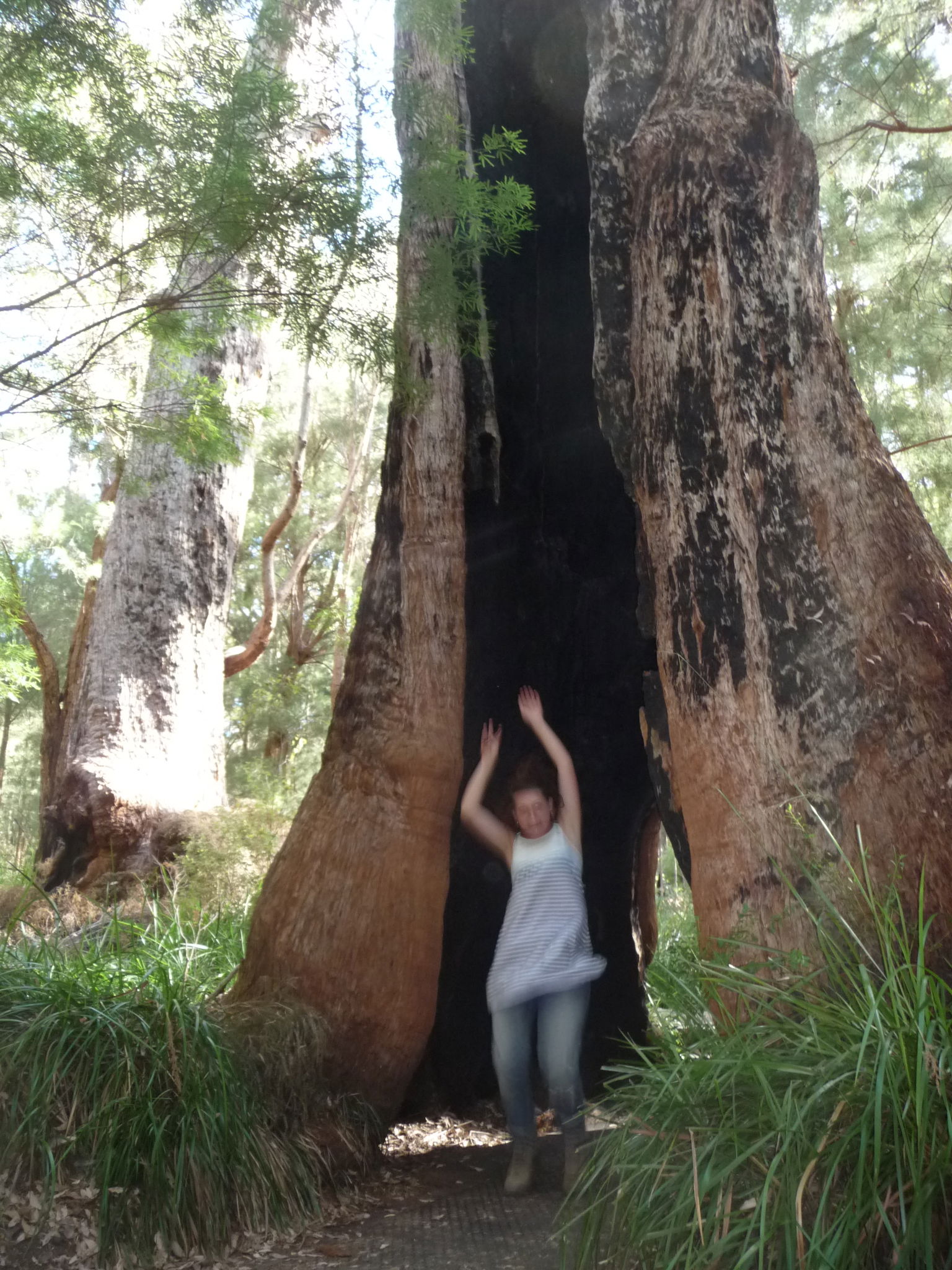 Valley Of The Giants, por France Dutertre