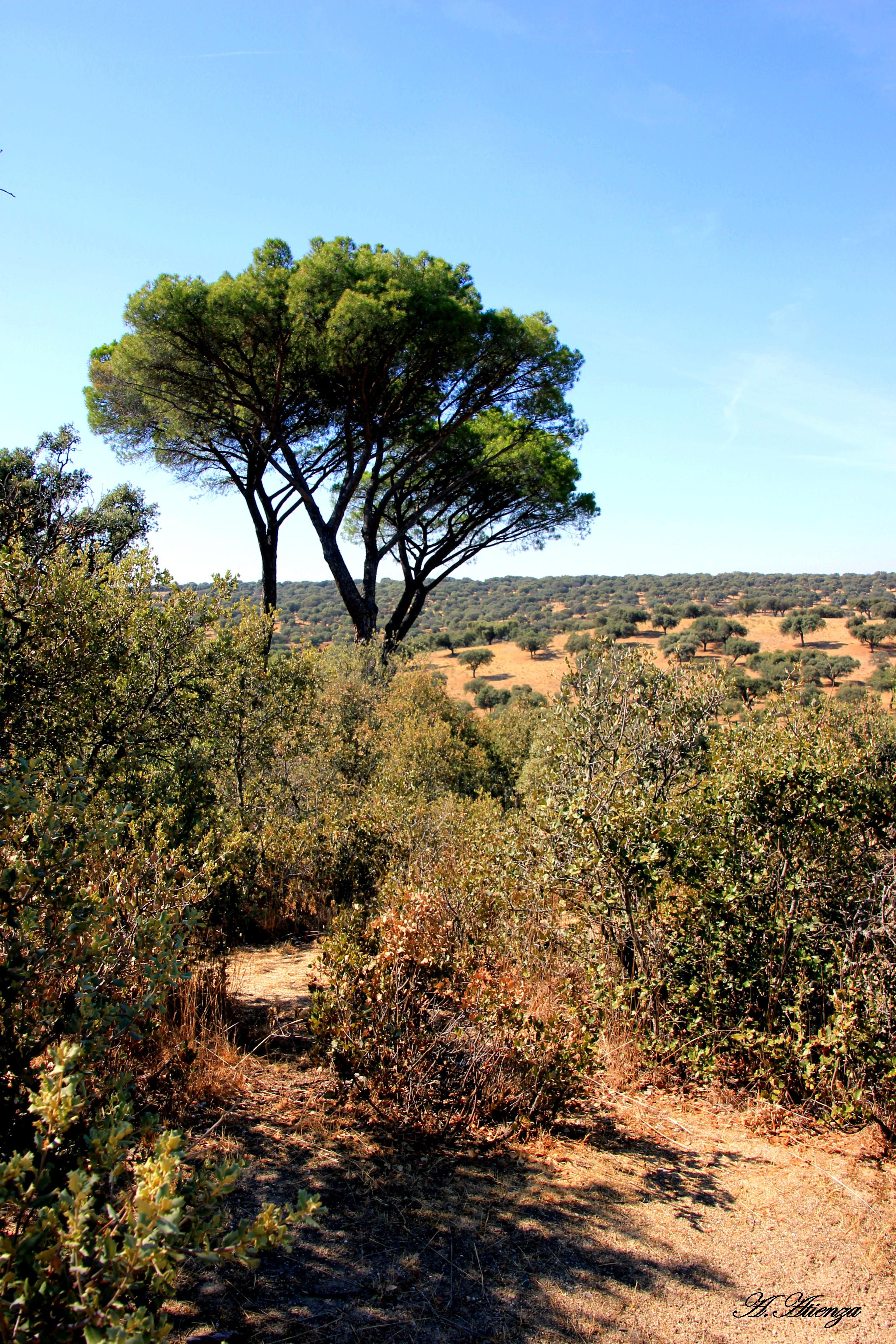 Monte del Pardo, por Antonio Atienza Garcia