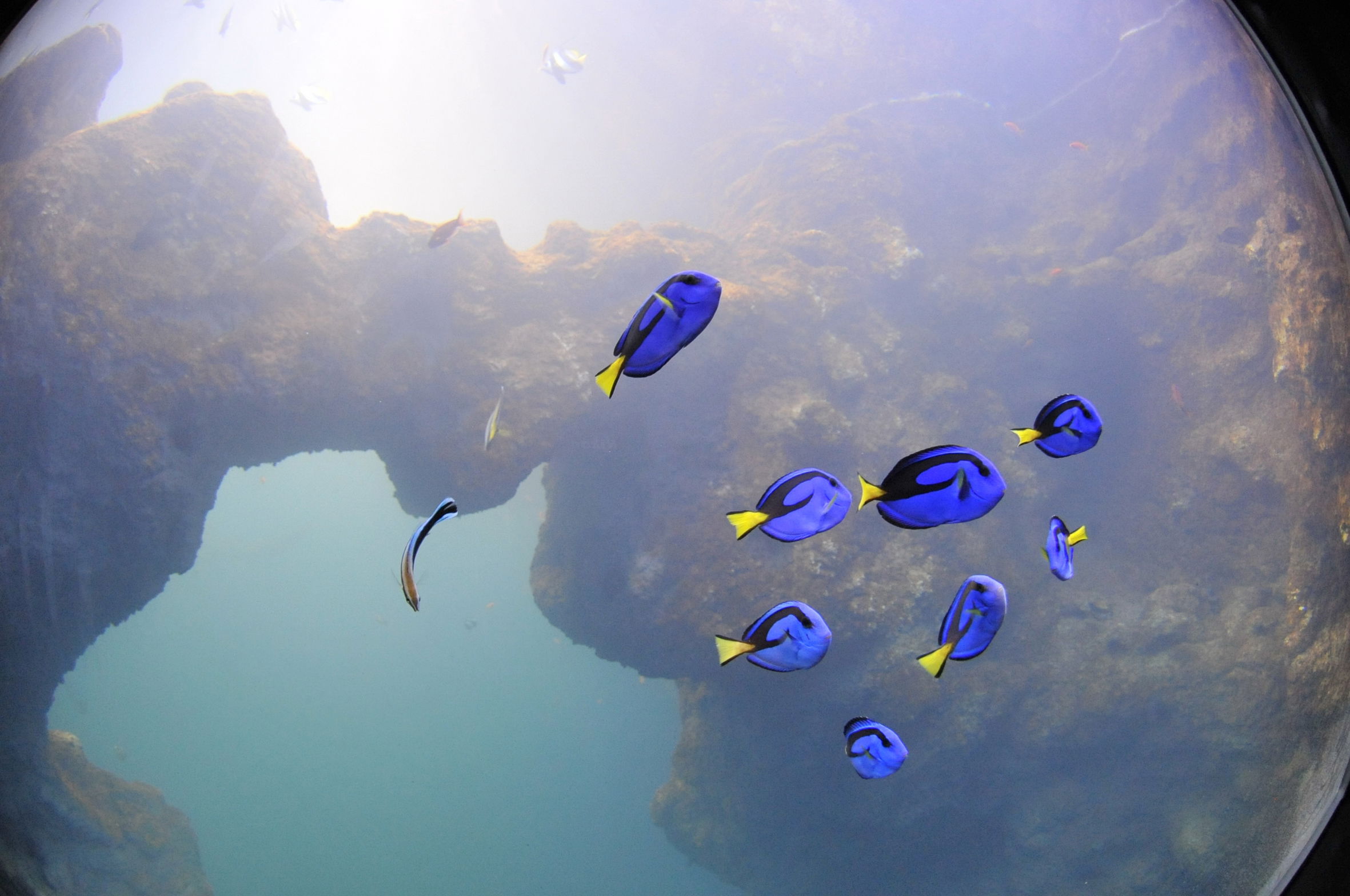 Aquarium de Lyon, por christel journoud