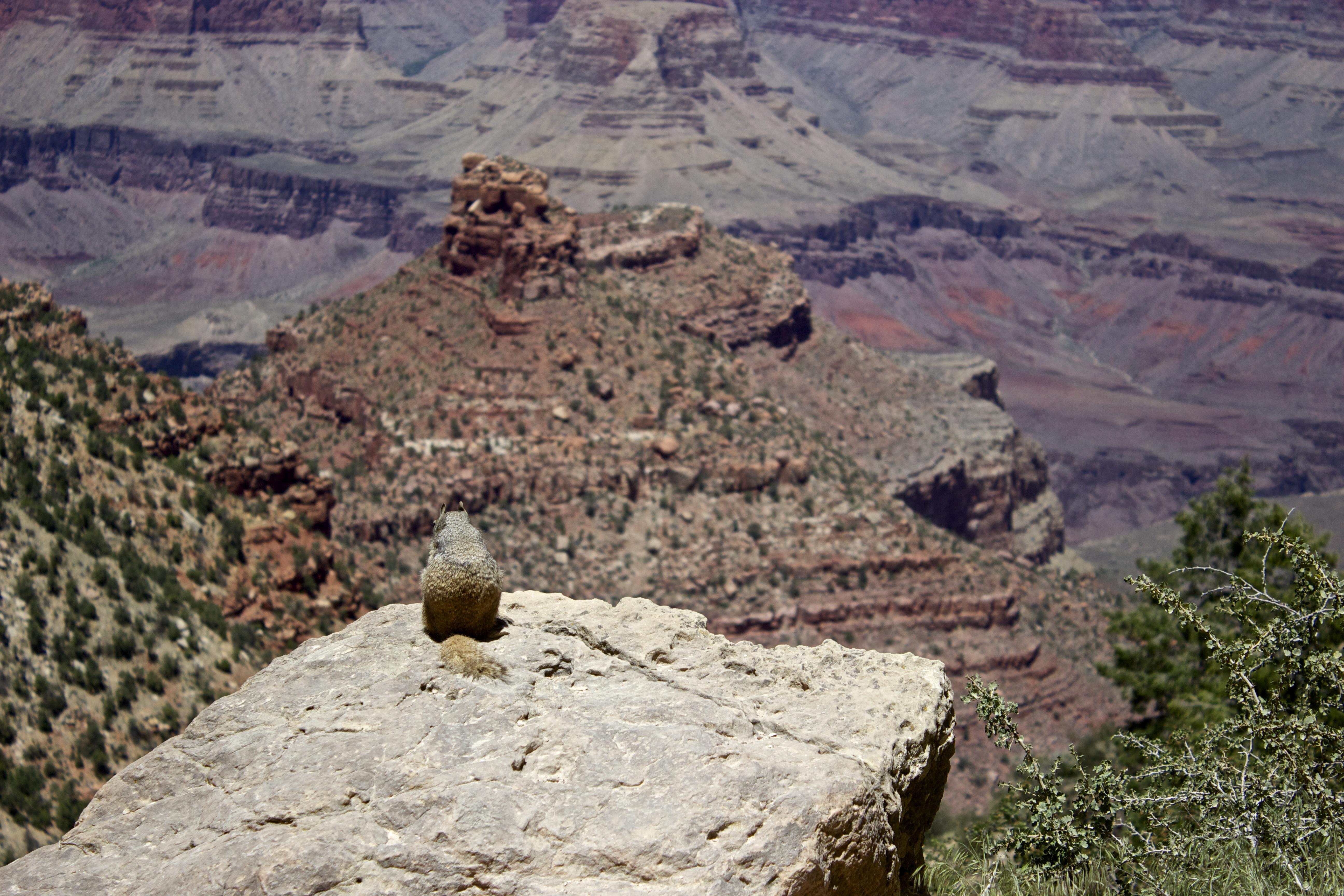 Norte del Grand canyon, por Kellie Bucy