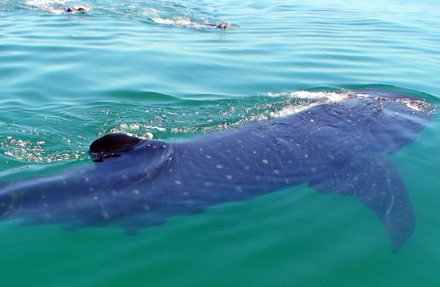 Tiburon Ballena en Holbox, por Marta Padilla