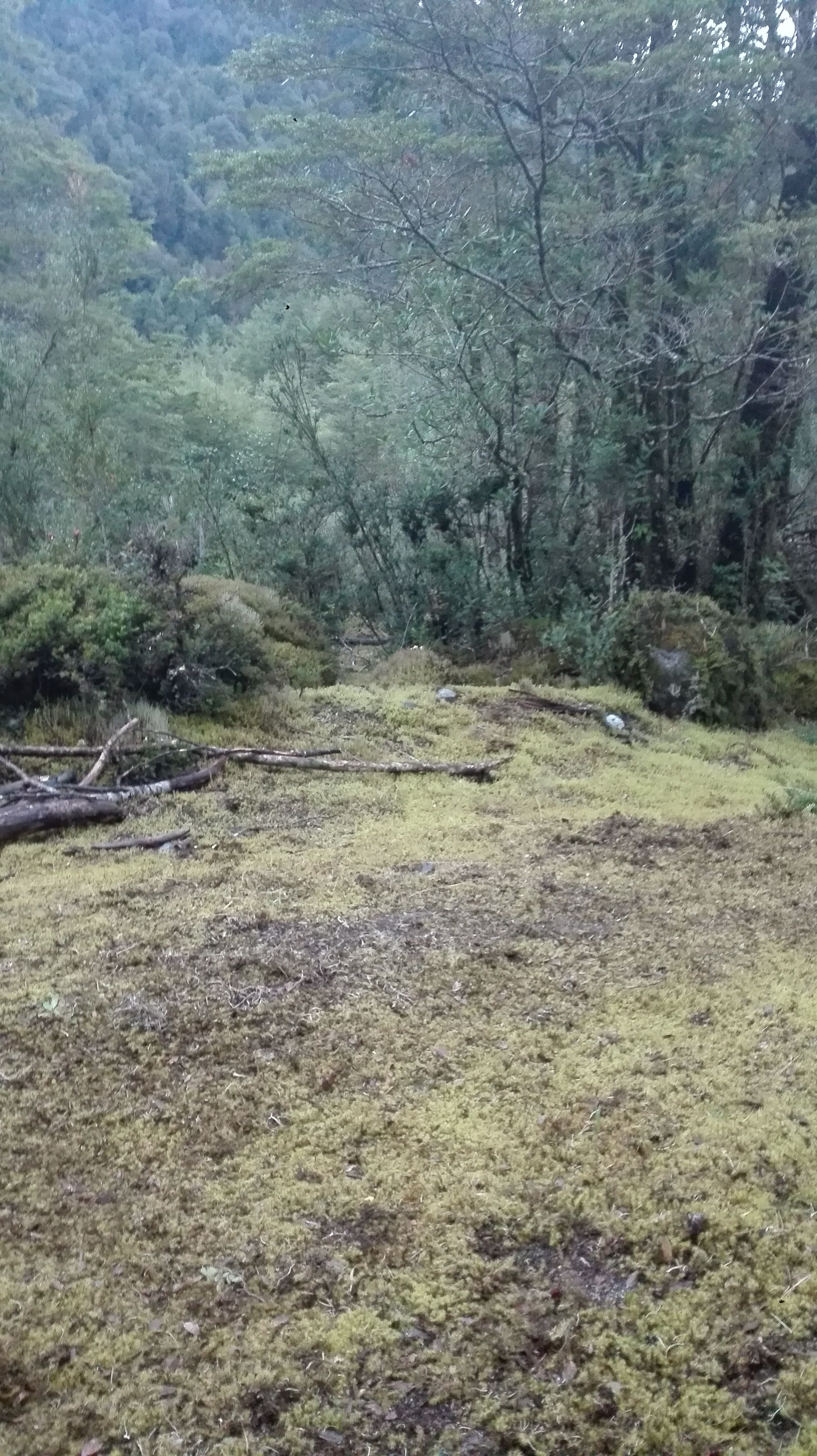 Parque Nacional Queulat, por Catalina Carrasco