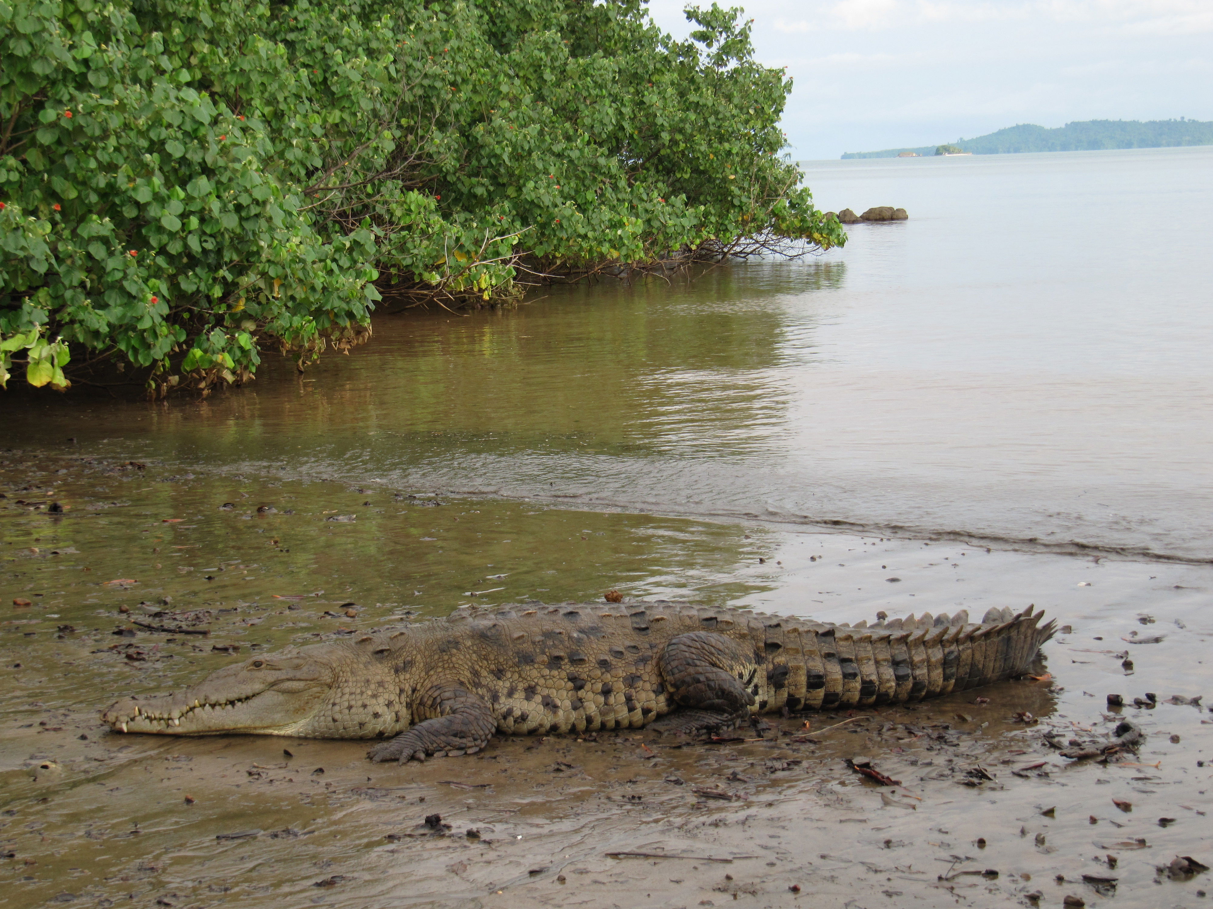 Isla Coiba, por raul cortazar cortazar