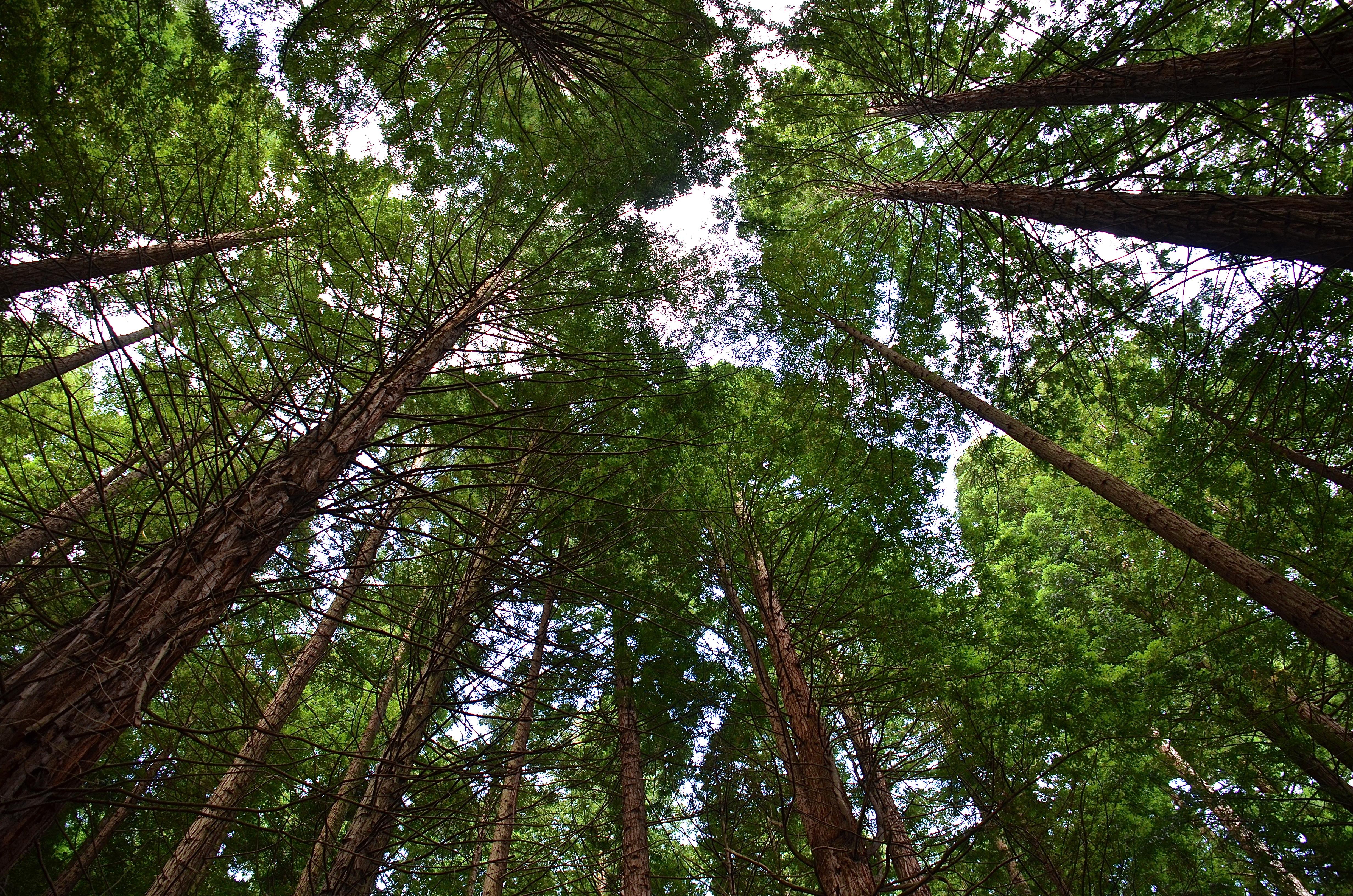 El Bosque de Secuoyas, por Mari Carmen Linares Gonzalo Tomas