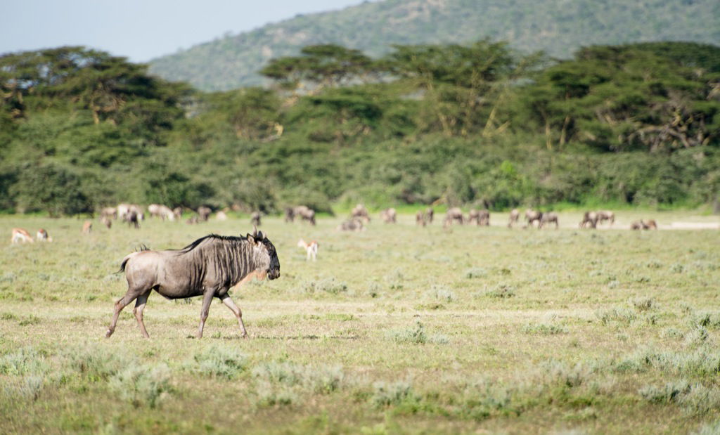 Safari a pie por Ilariak, por Ignacio Izquierdo