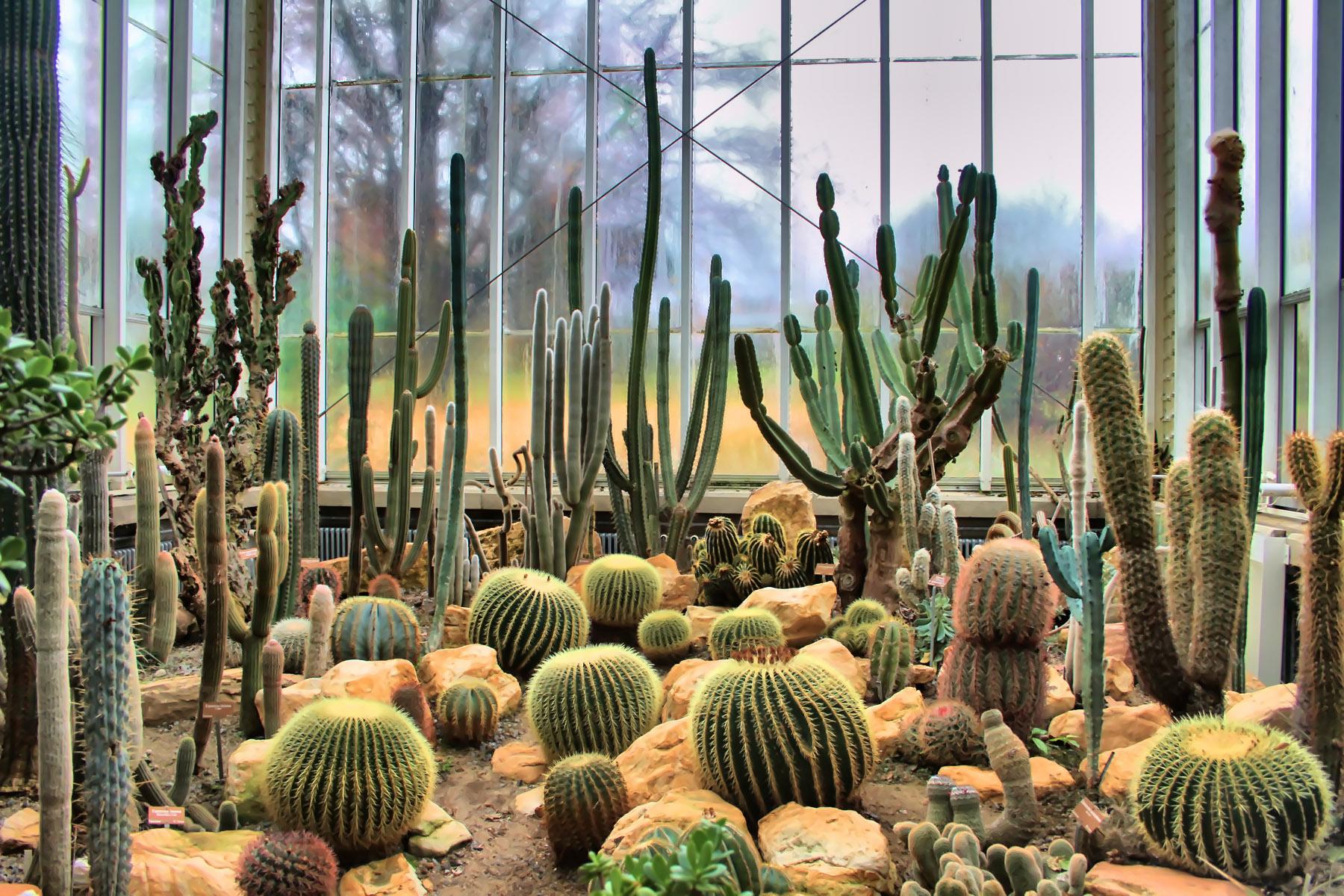 Jardín Botánico de Ginebra, por Cristina Serrano