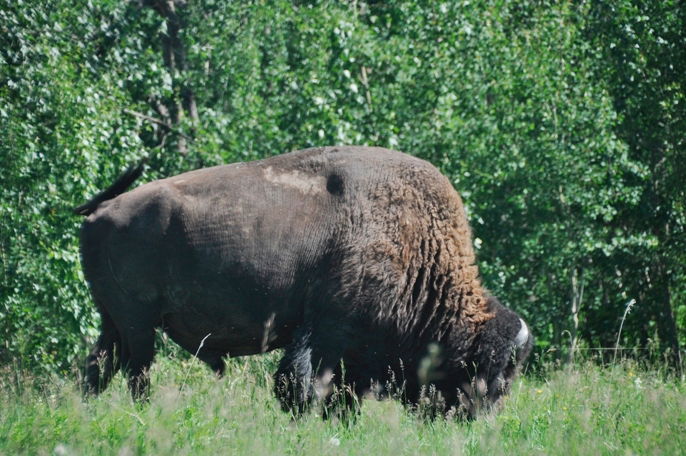 Parque nacional de Elk Island, por albertoloyo