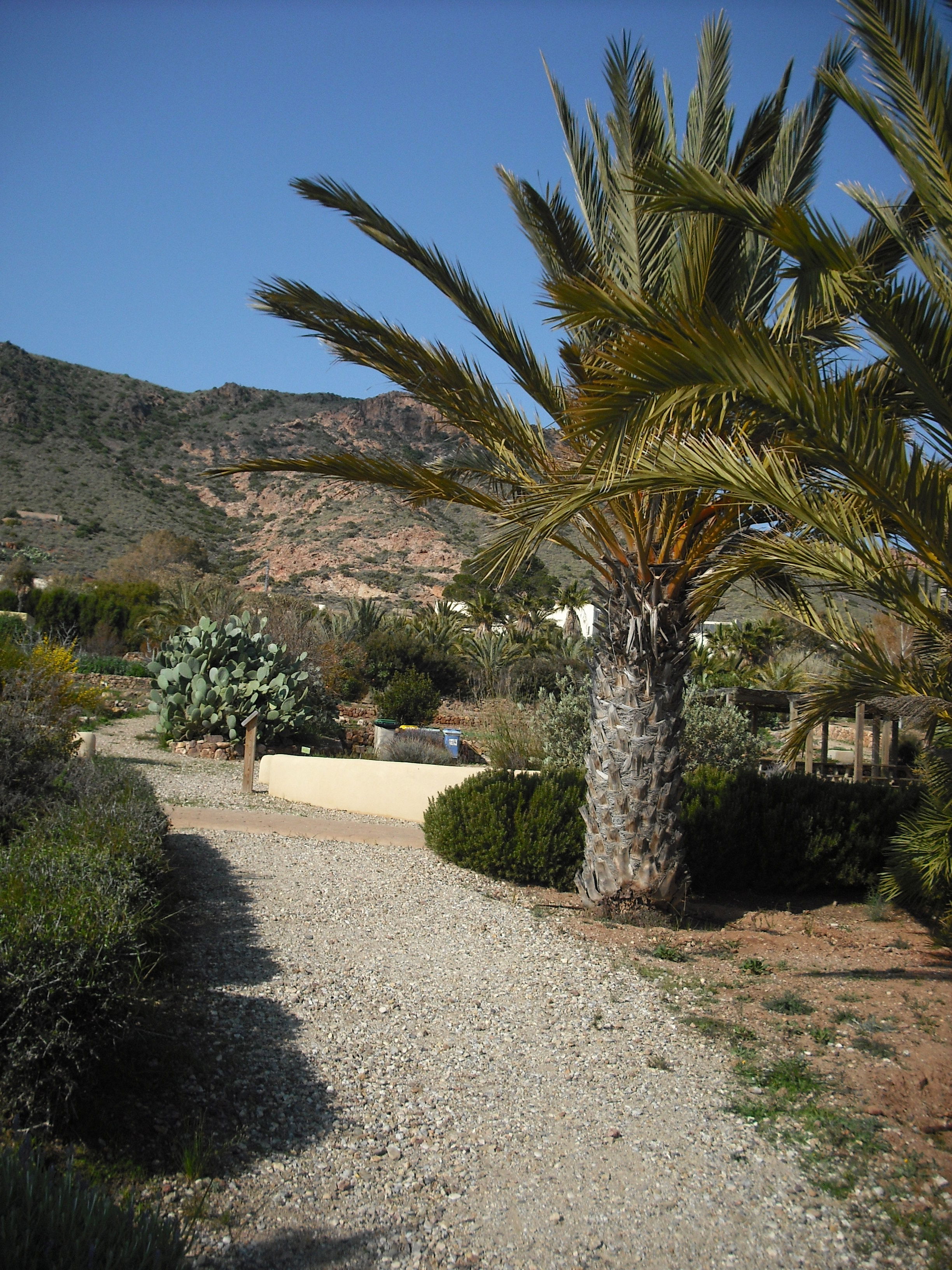 Jardín botánico del Albardinal ( Cabo de Gata), por Mattessa Cuella