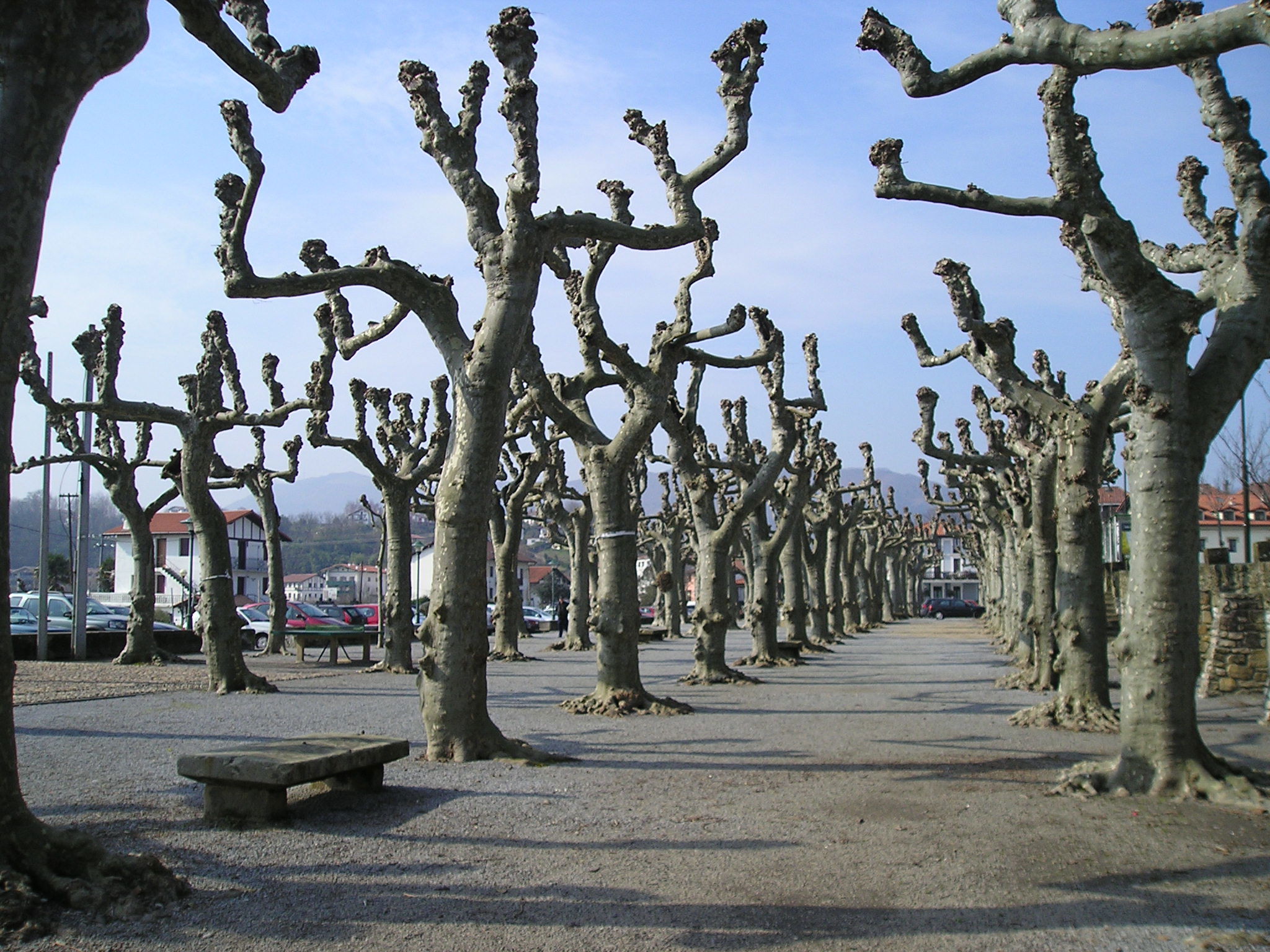 La alameda, por Turiscapadas