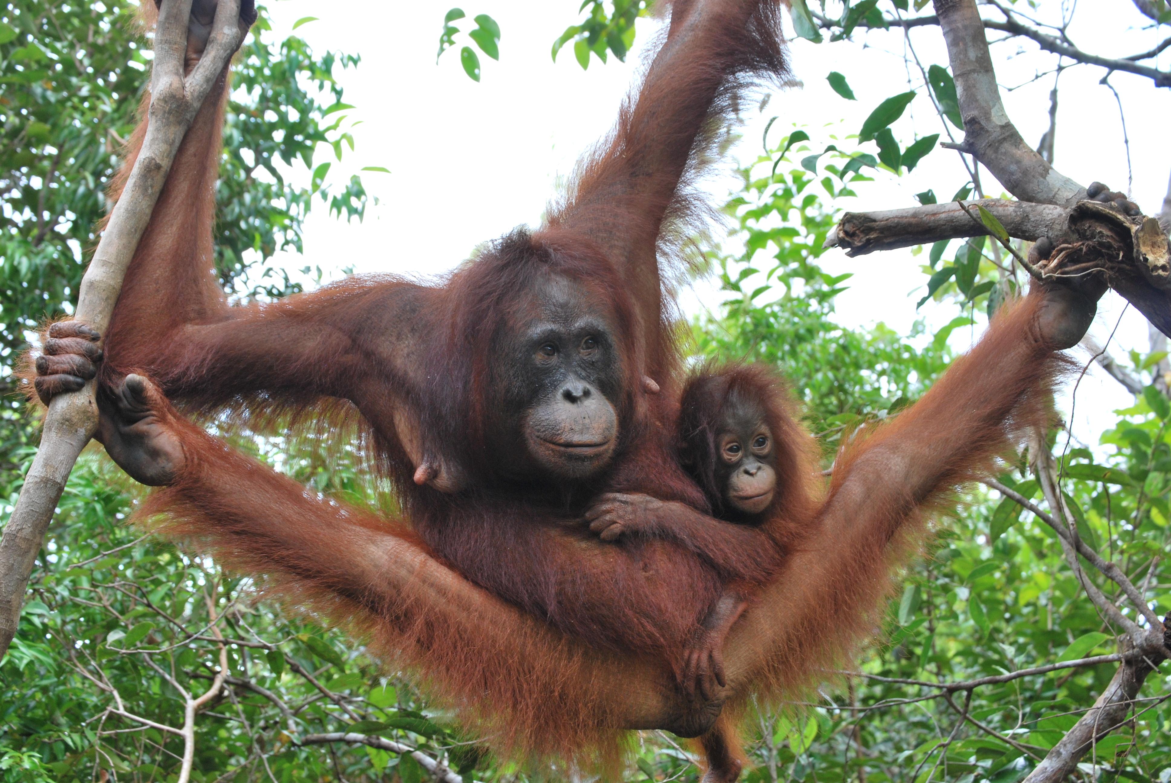 Selva de Borneo, por pablo varela