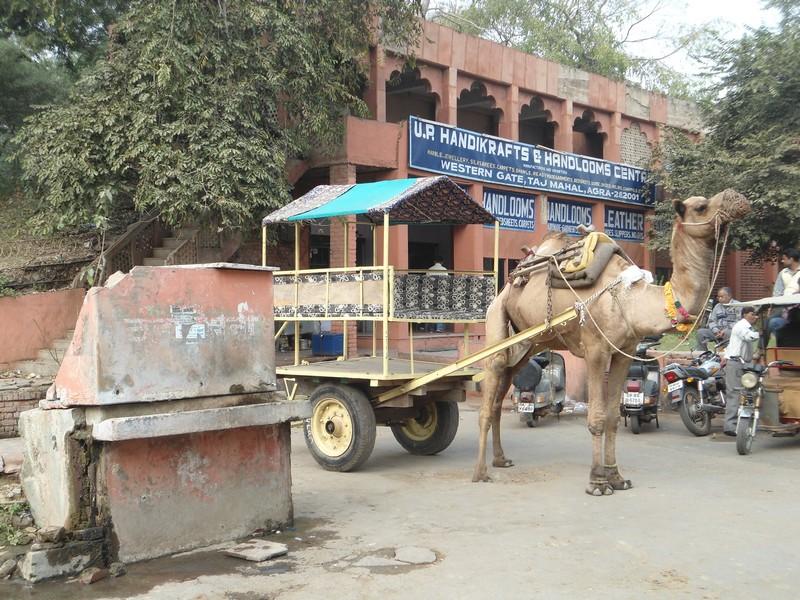 Paseos en camello en Agra, por Marie & Matt