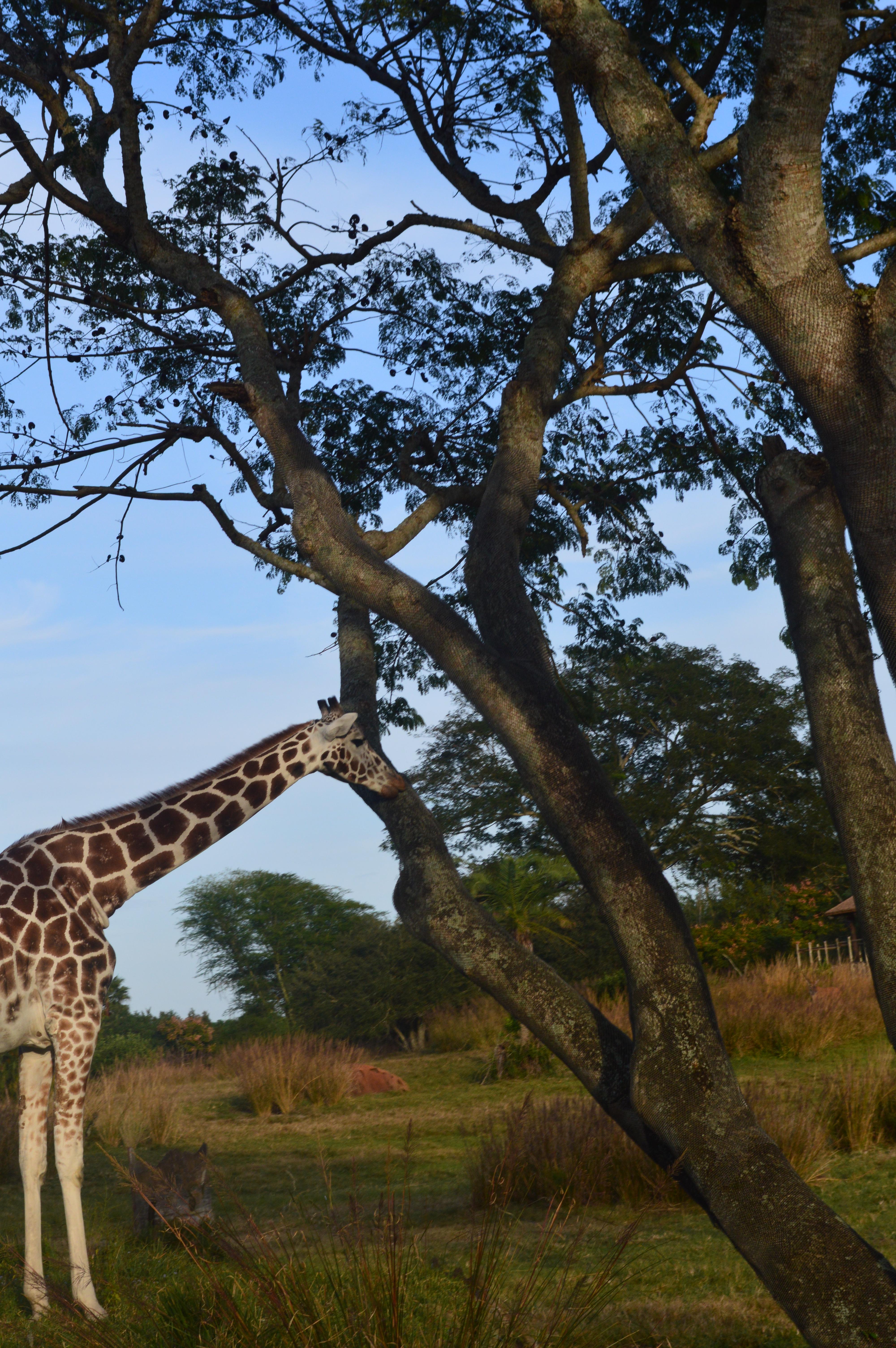 Kilimanjaro Safaris Expedition, por Rachel De Menezes Palhano