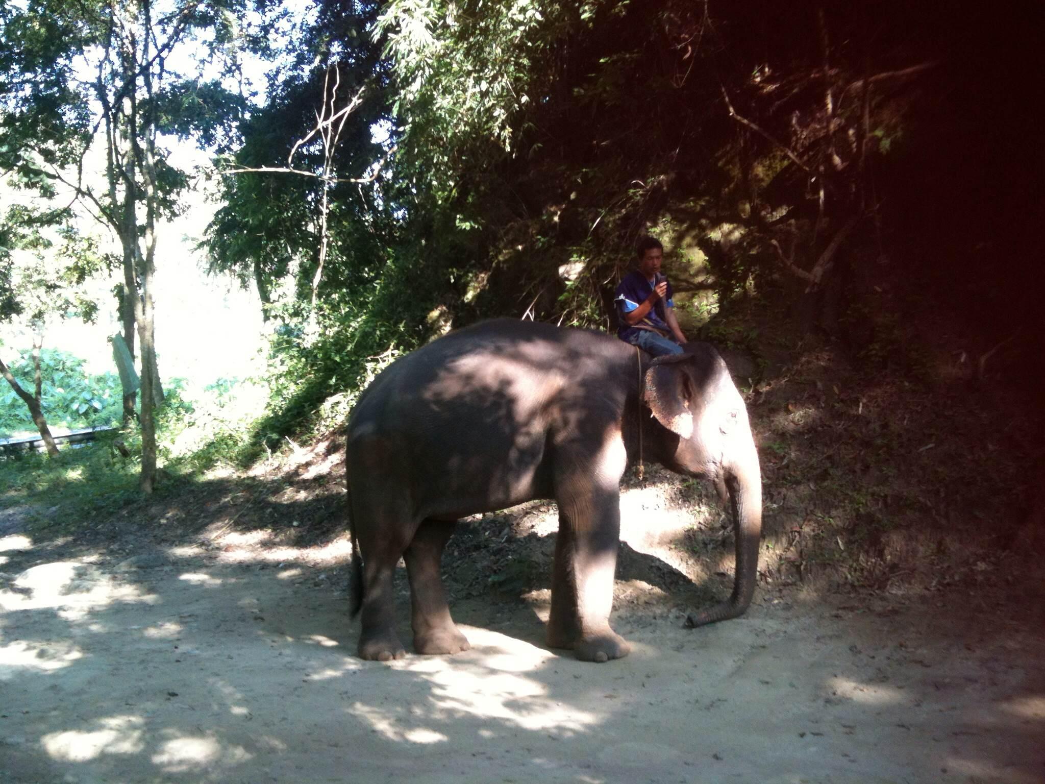 Patara Elephant Farm, por Cecilia Alonso