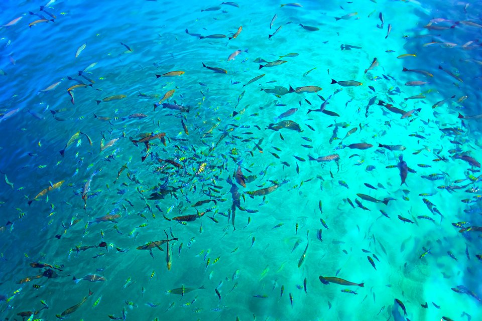 Pulau Payar Marine Park, por Patricia Schussel Gomes