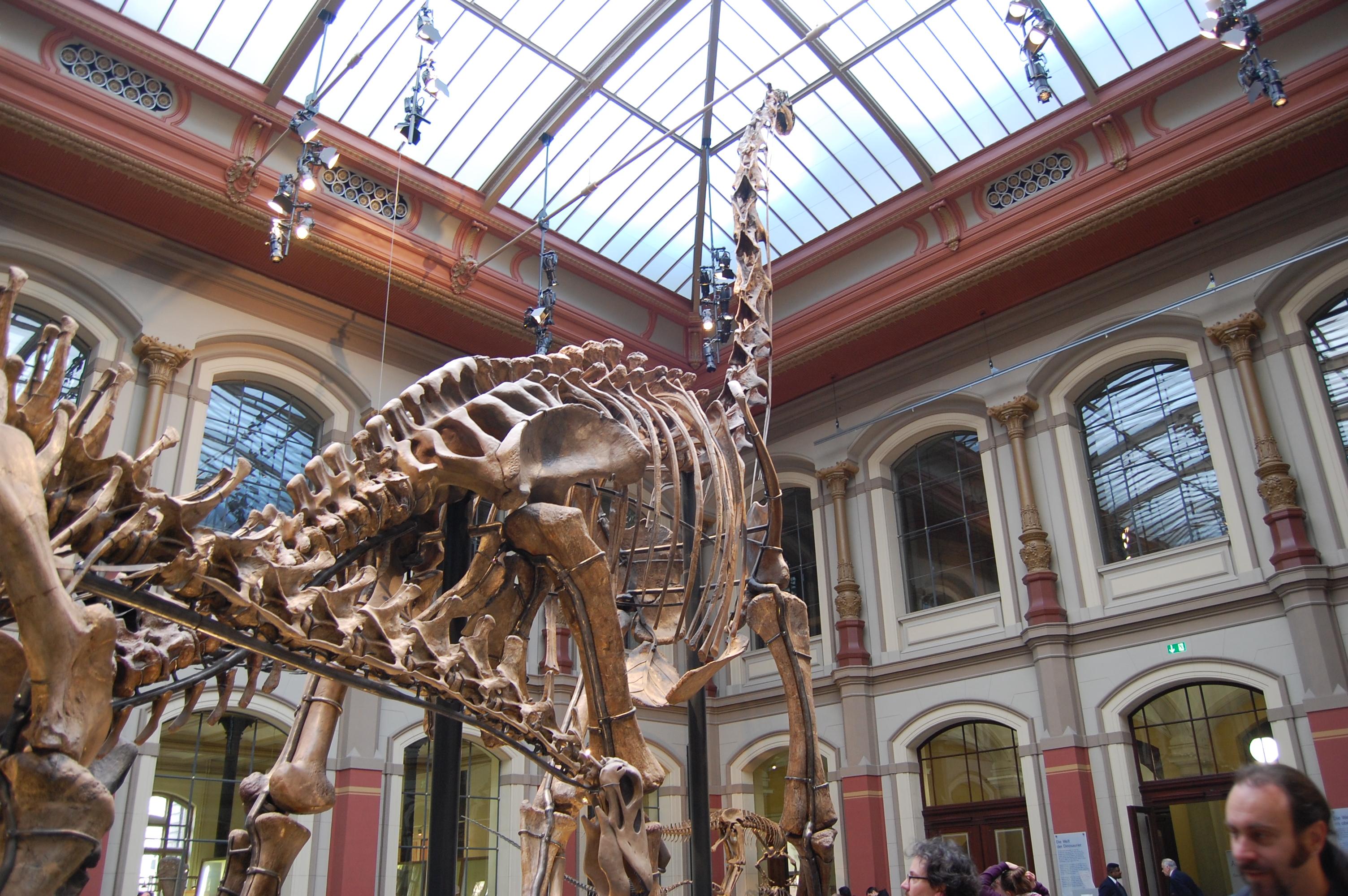 Museo de Historia Natural de Berlín - Museum Für Naturkunde, por Laura Walnussbaum
