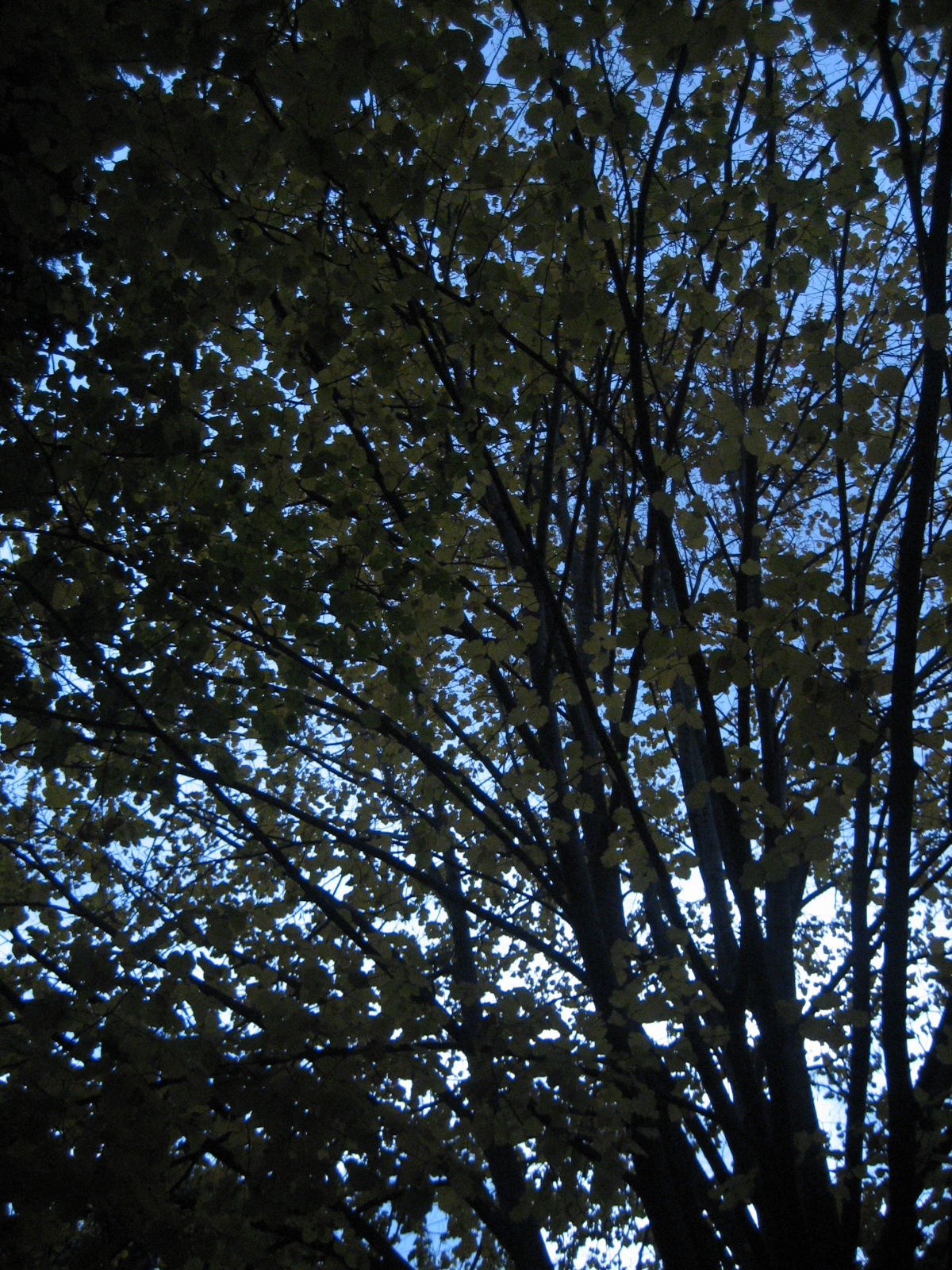 Real Jardín Botánico, por Reconquista