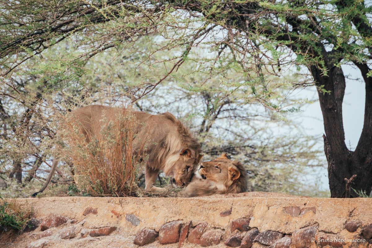 Erindi Private Game Reserve, por Bruno Nepomuceno