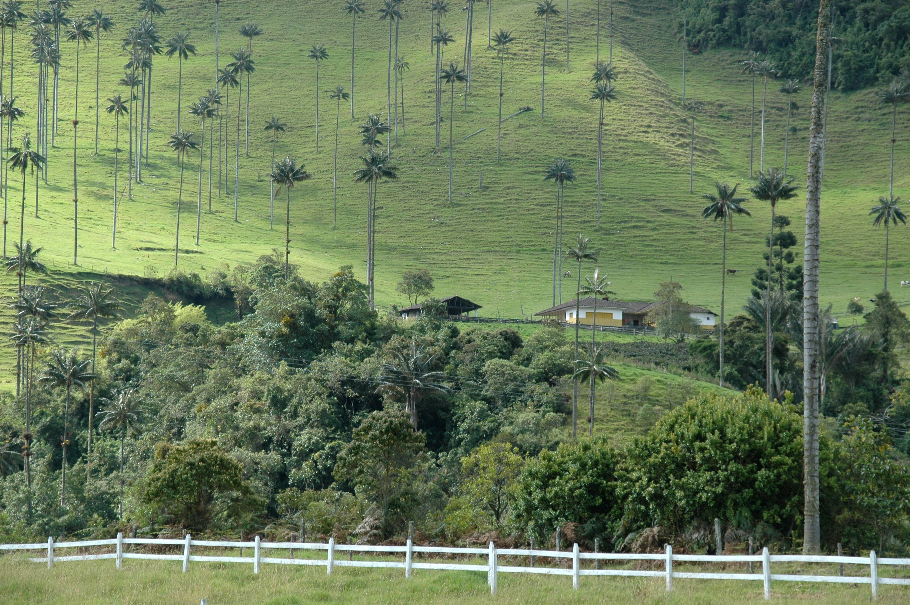 El Valle de Cocora, por Samuel Gomez