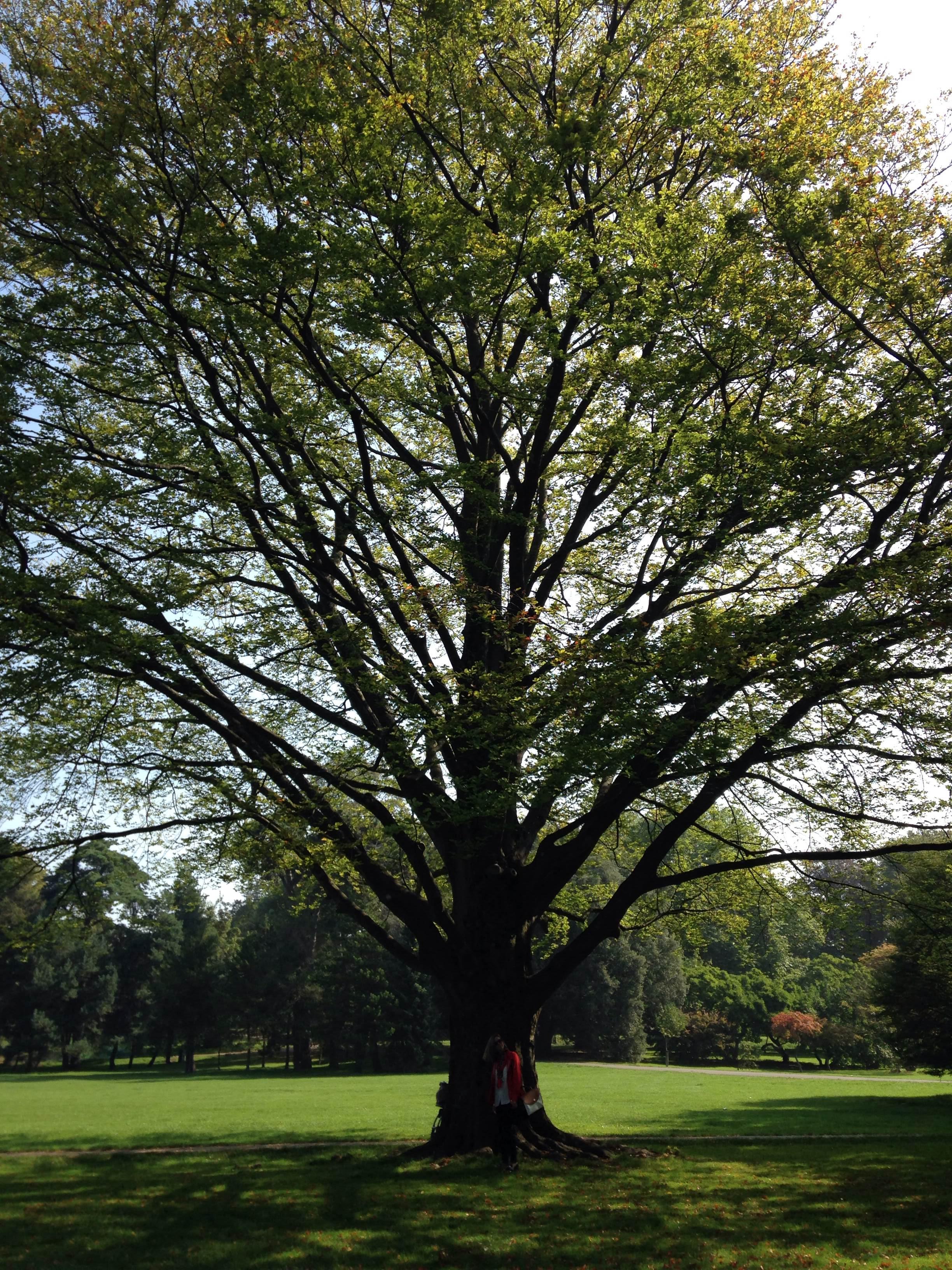 Parque Bute, por Enrique Salvatierra