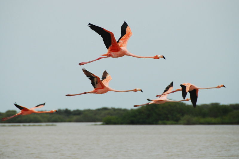 Parque de los flamingos, por Valerie et Sylvain 