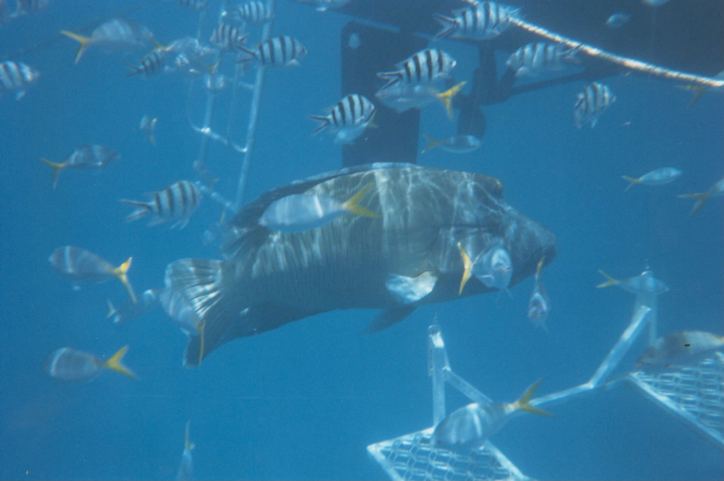 Buceo en la Great Barrier Reef, por Héctor mibauldeblogs.com