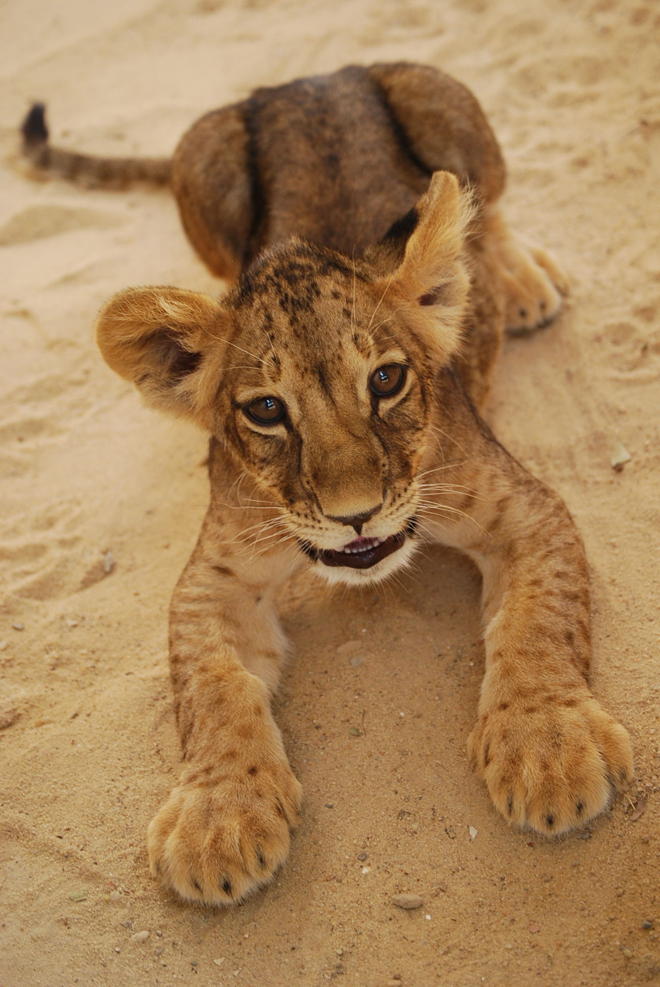 Zoo Tozuer, por Daniel