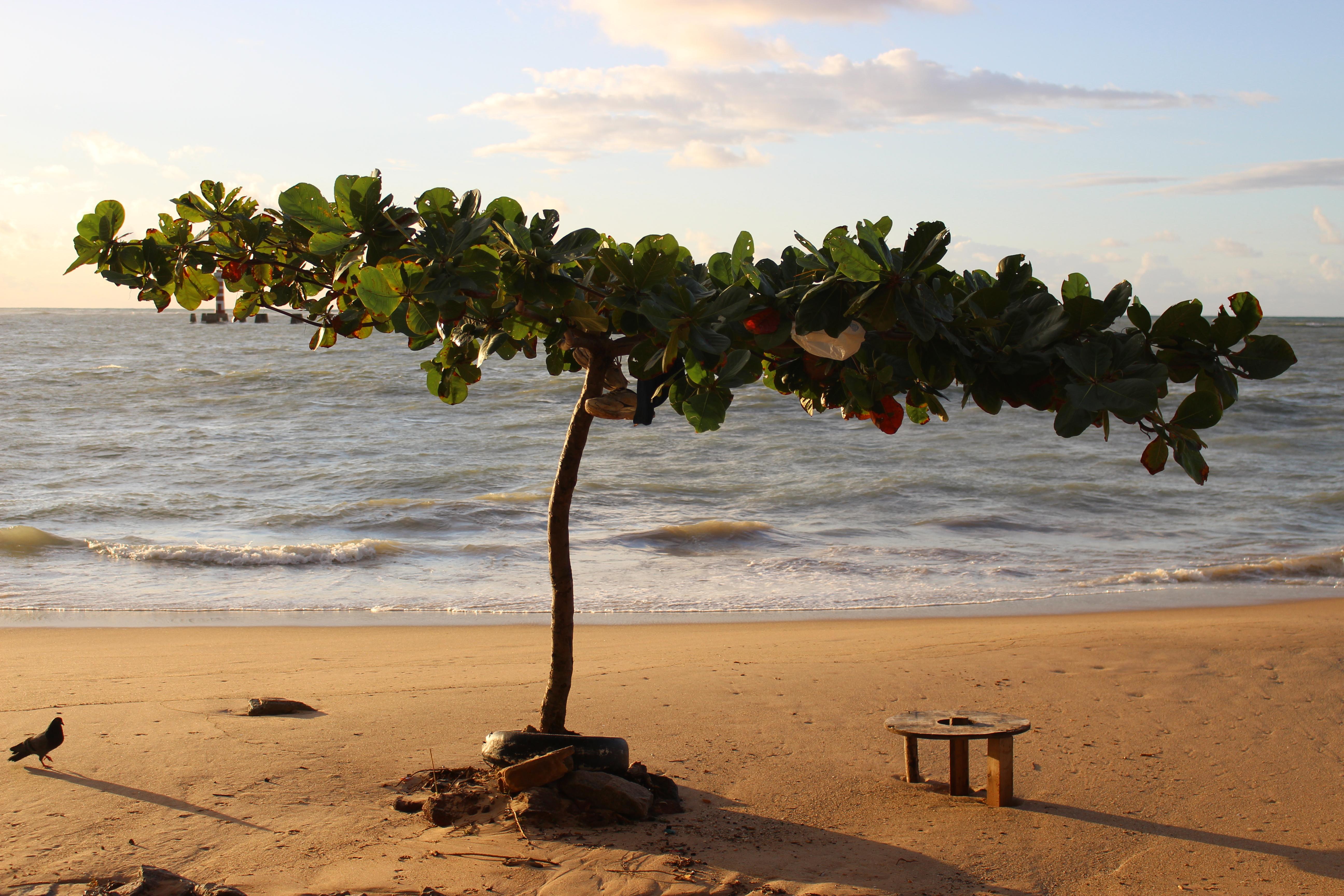 Maceio, por Osvaldo Luiz dos Santos