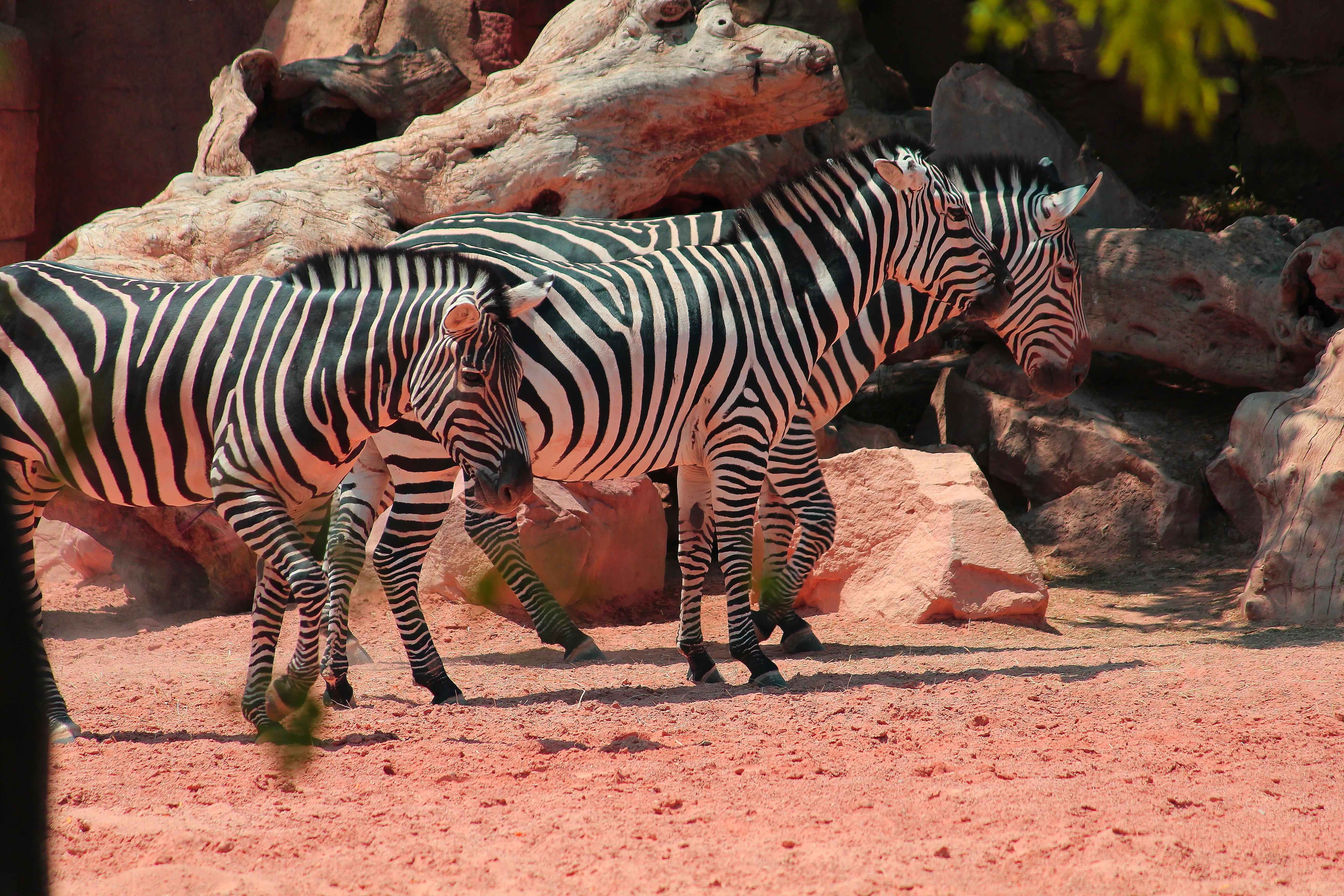 Descubre los mejores zoos de Comunitat Valenciana para toda la familia