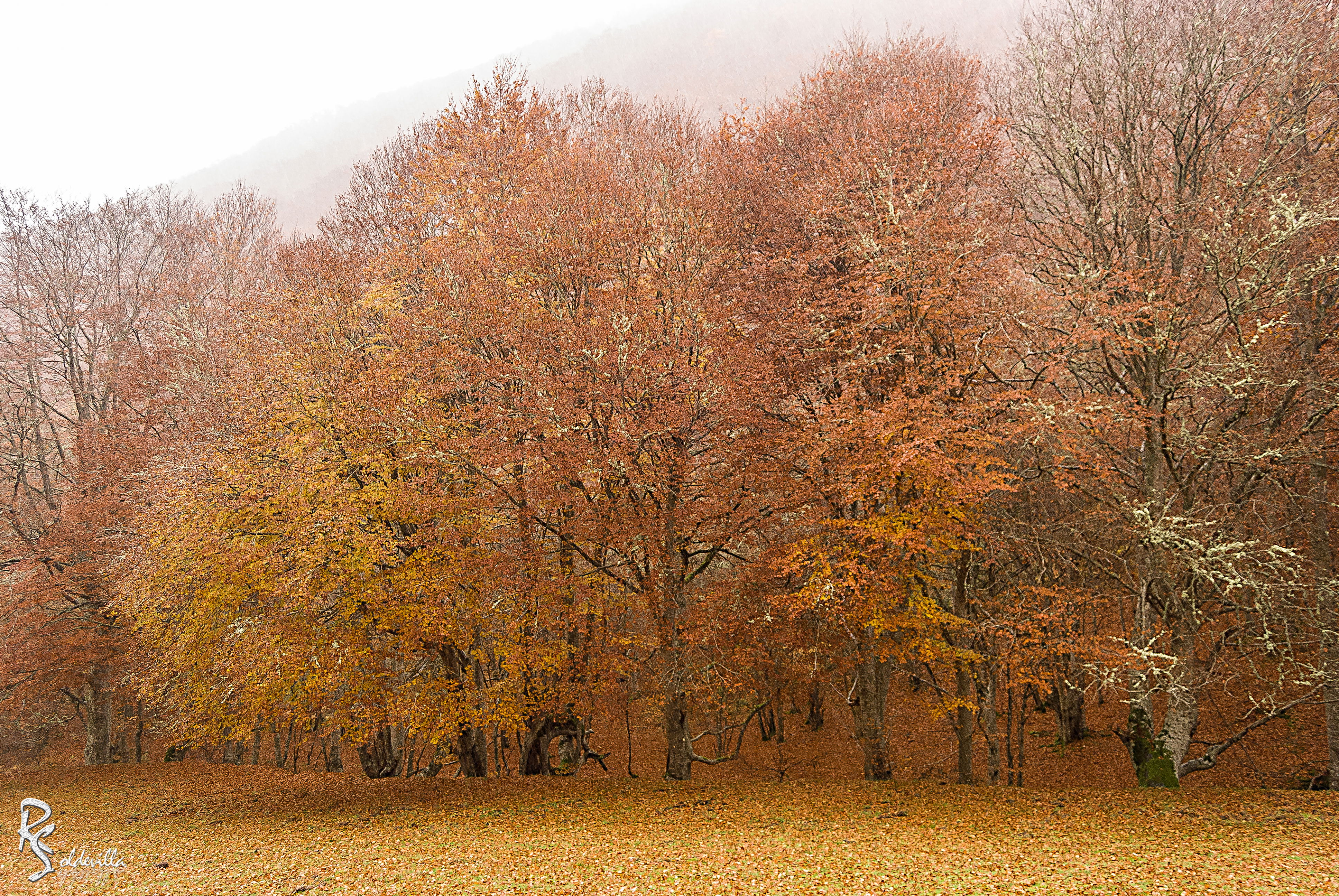 Bosques en La Rioja: un viaje por la belleza natural de la región