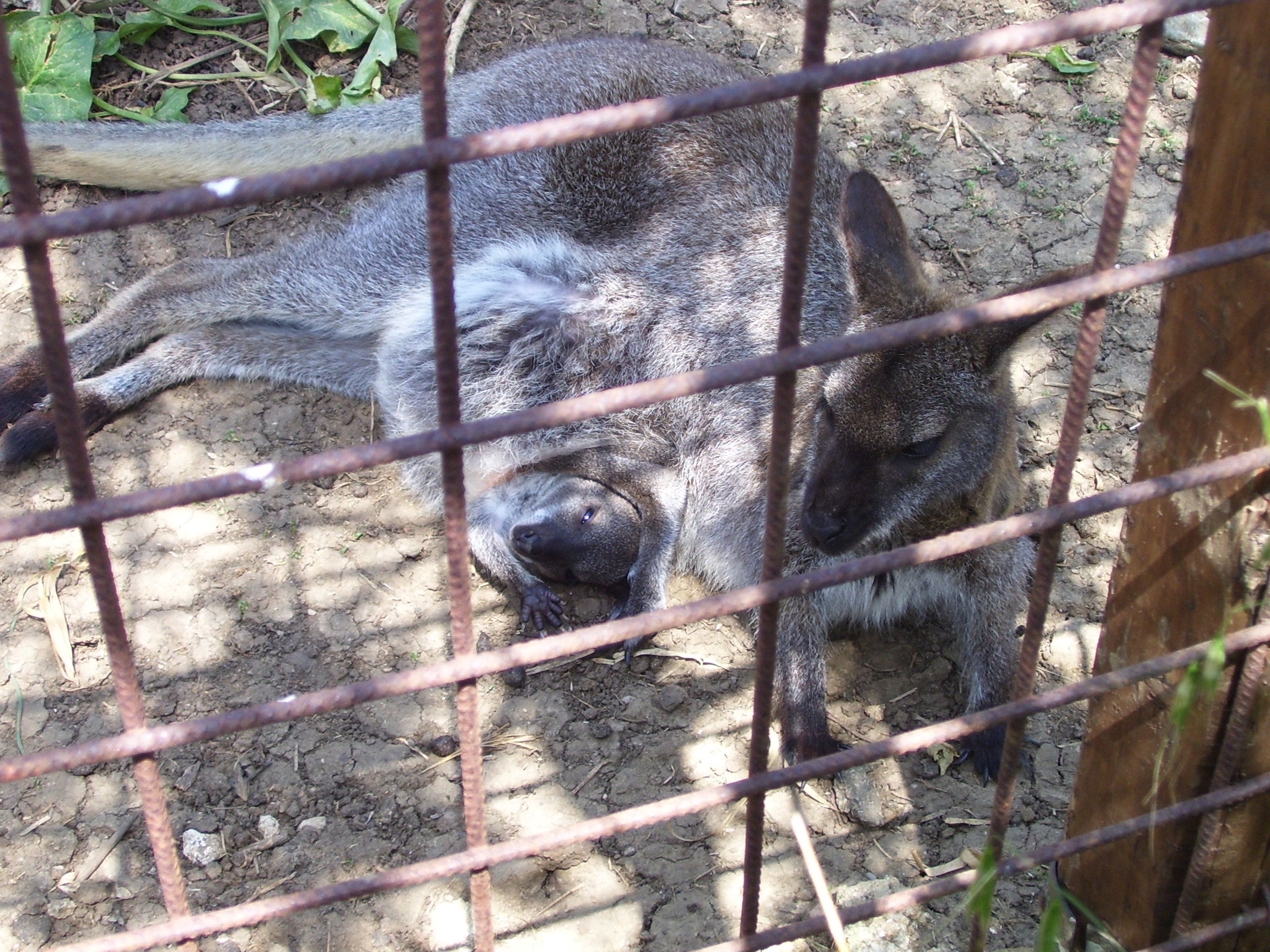 Bioparco, por valentina d'acquisto