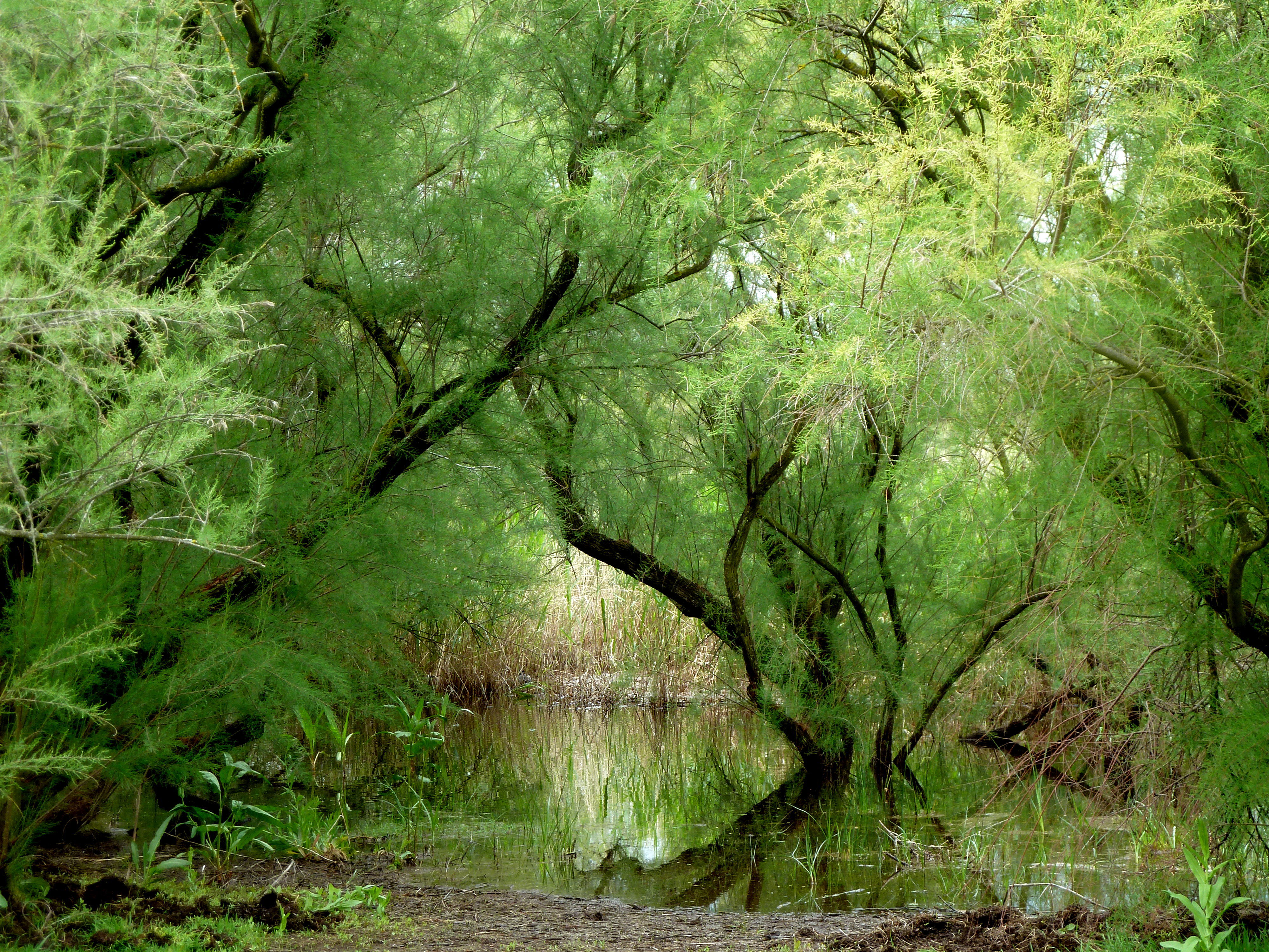 Tablas de Daimiel, por Alicia Ortego