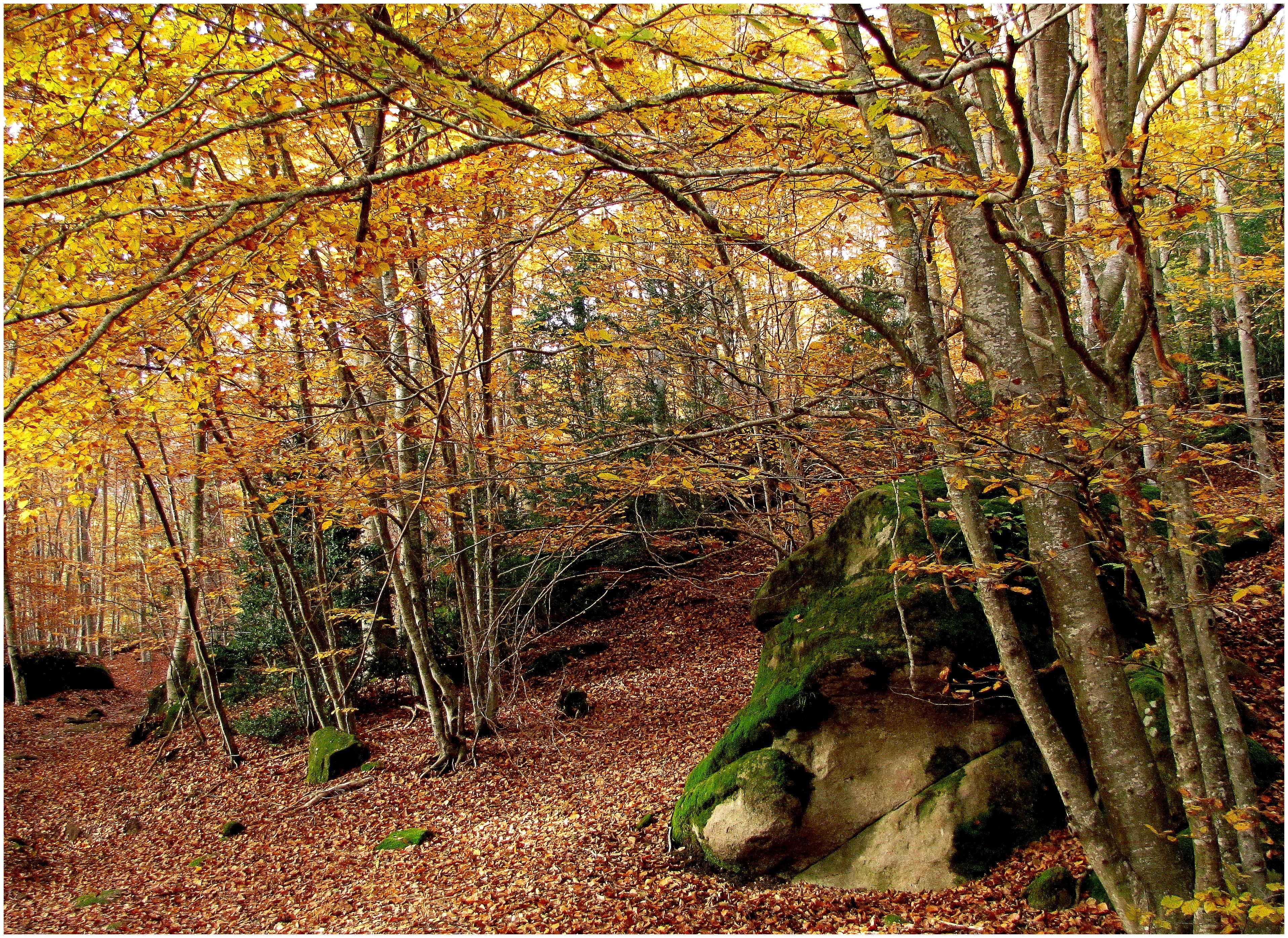 Bosque de Roques Encantades, por juan soldevila adán