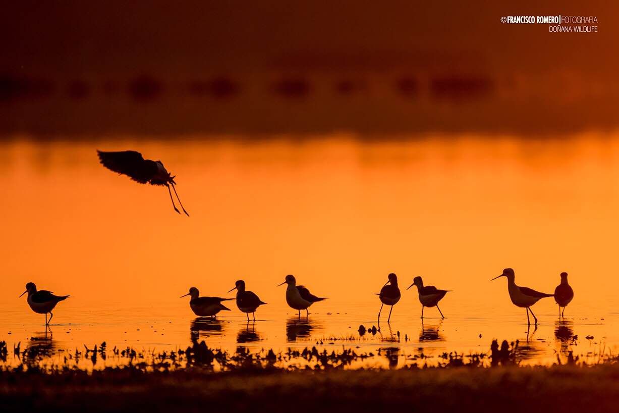 Birdwatching en España