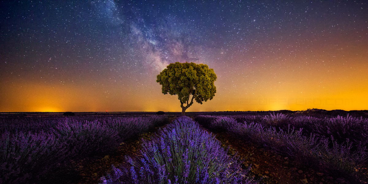 Campos de Lavanda, por Paco Farero