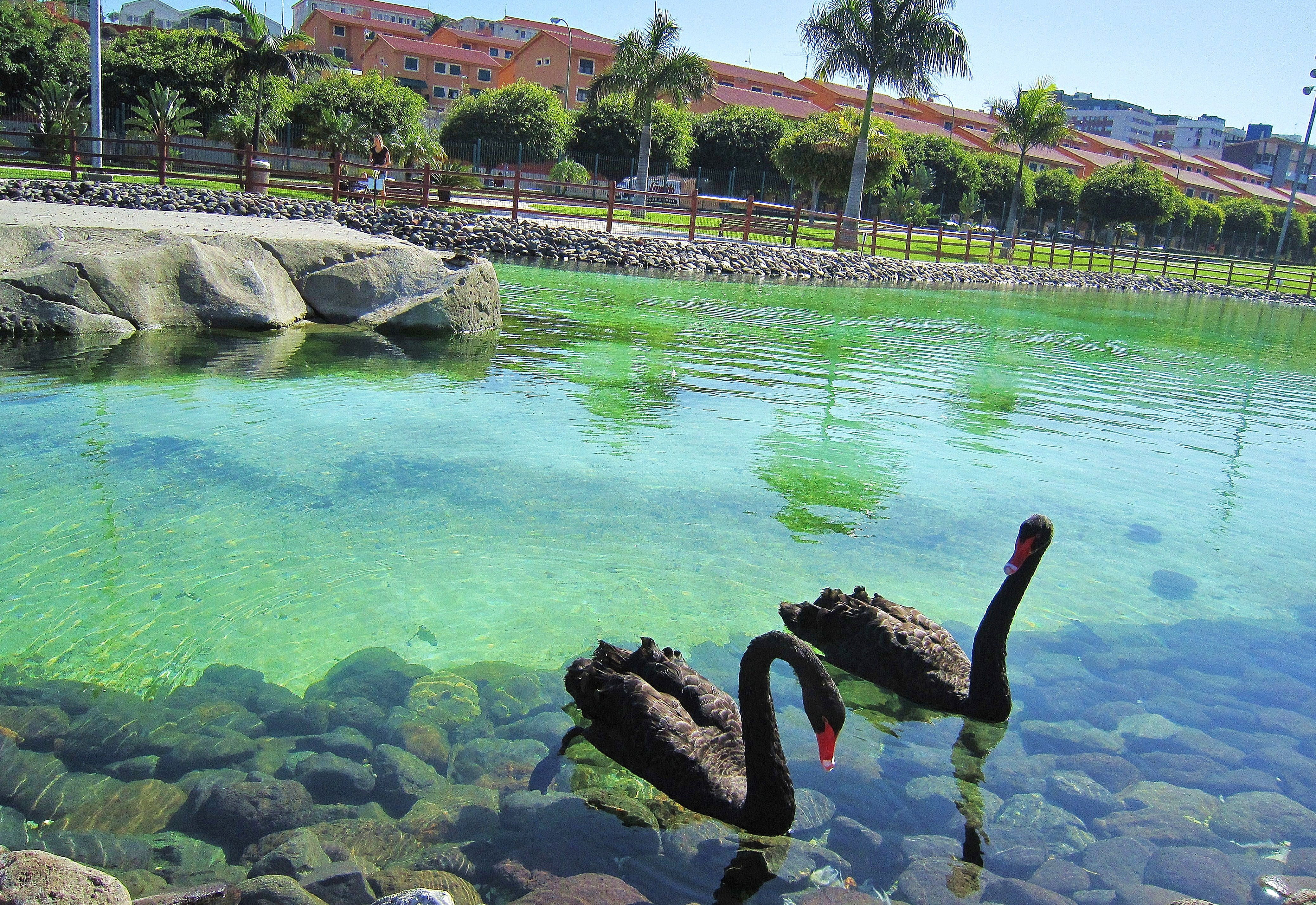 Jardines en Las Palmas de Gran Canaria que embellecen el destino tropical