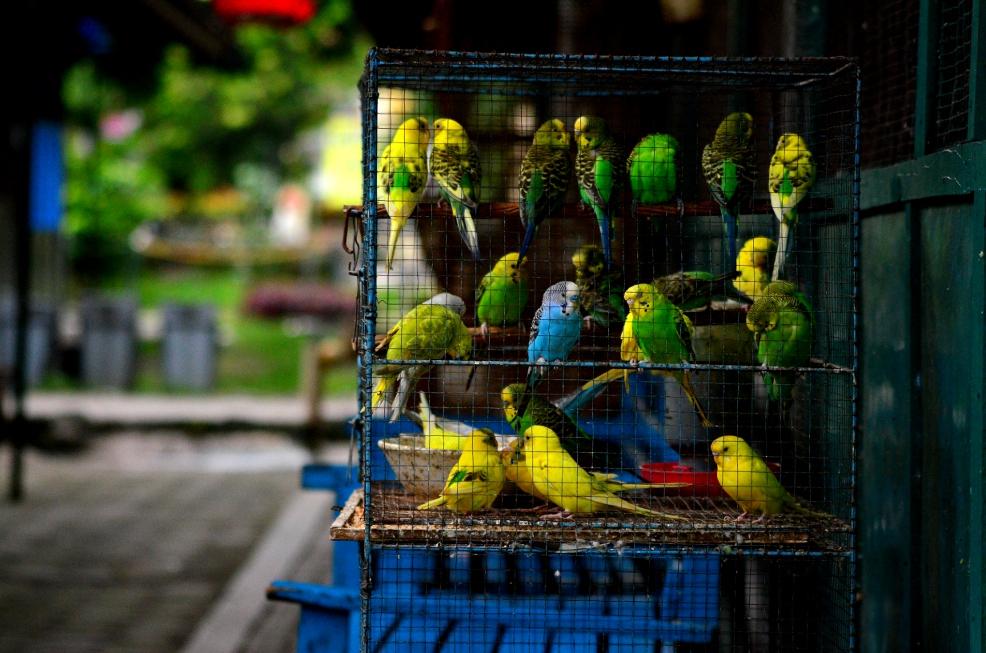 Mercados de las Aves de Yogyakarta, por Angelo Zinna