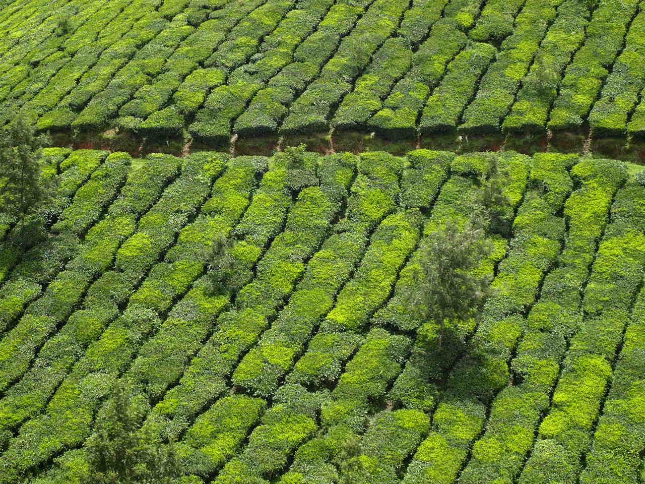 Plantaciones de té, por Ana O. G.