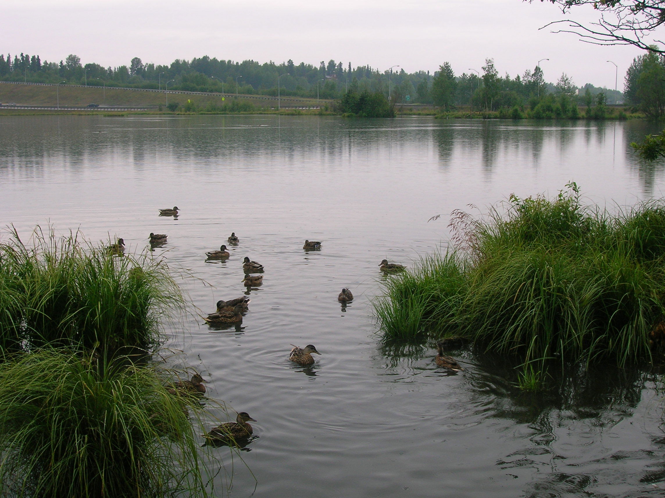 Laguna de Westchester Santuario de Aves Acuaticos, por Grace Anderson