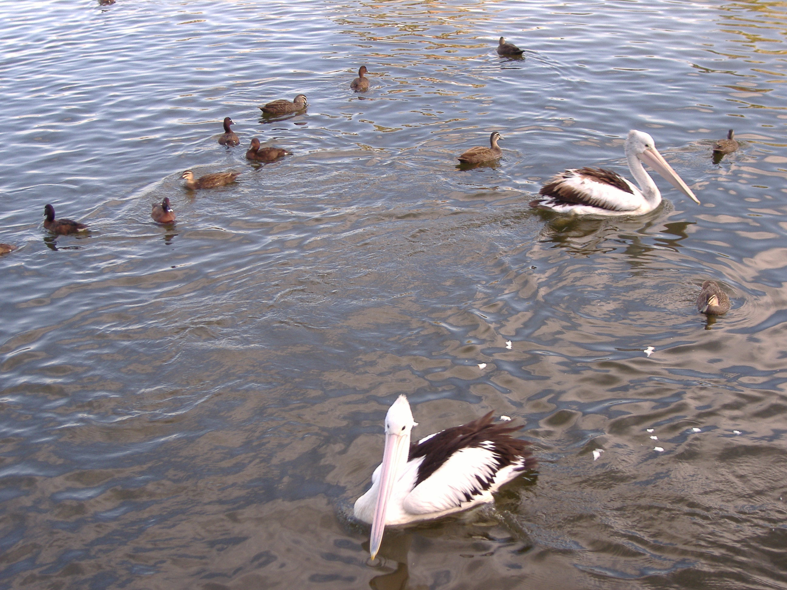 Jardines de centennial park, por Azzonzo