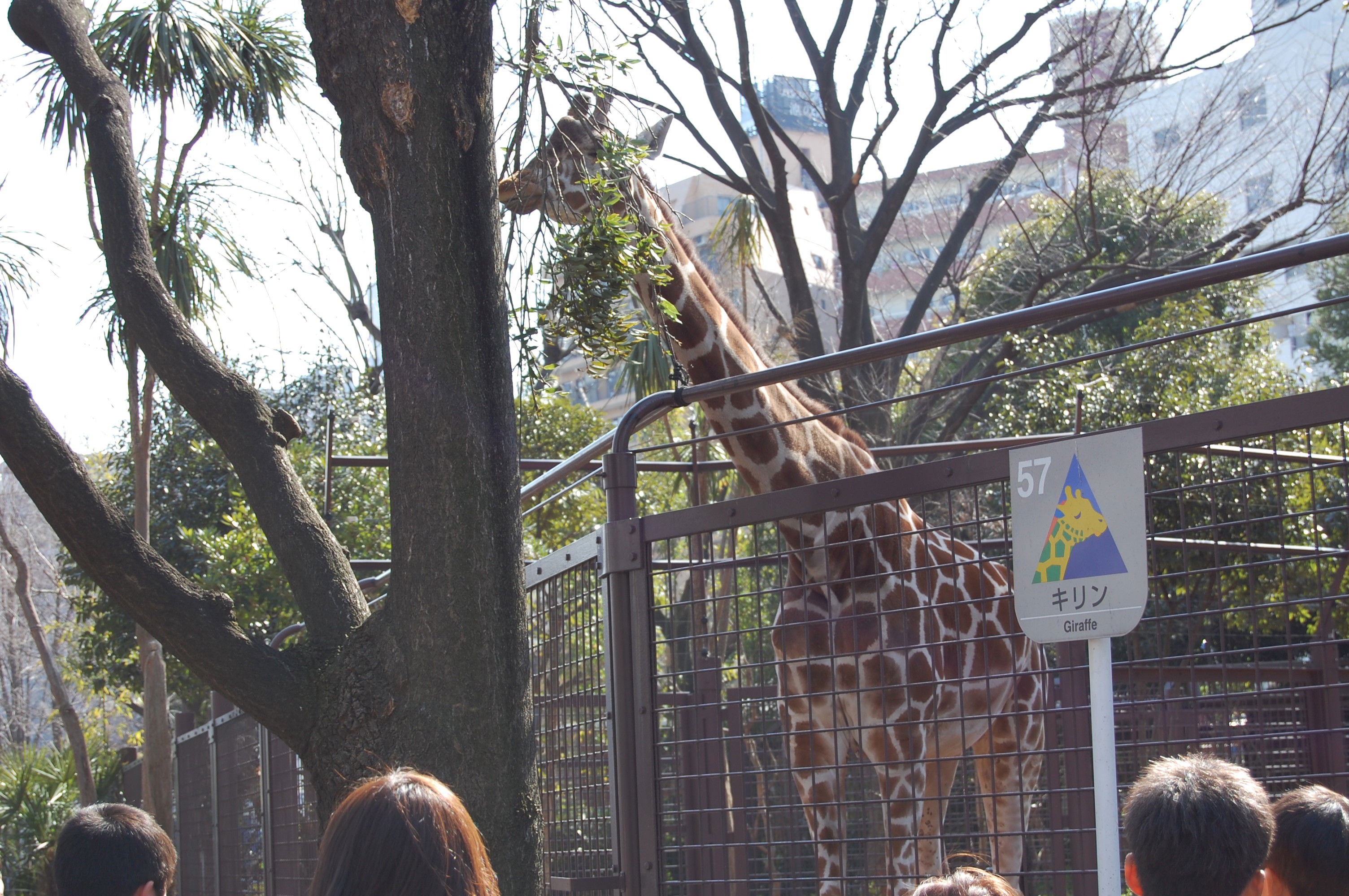 Zoo de Ueno, por Oskar Díaz Toscano